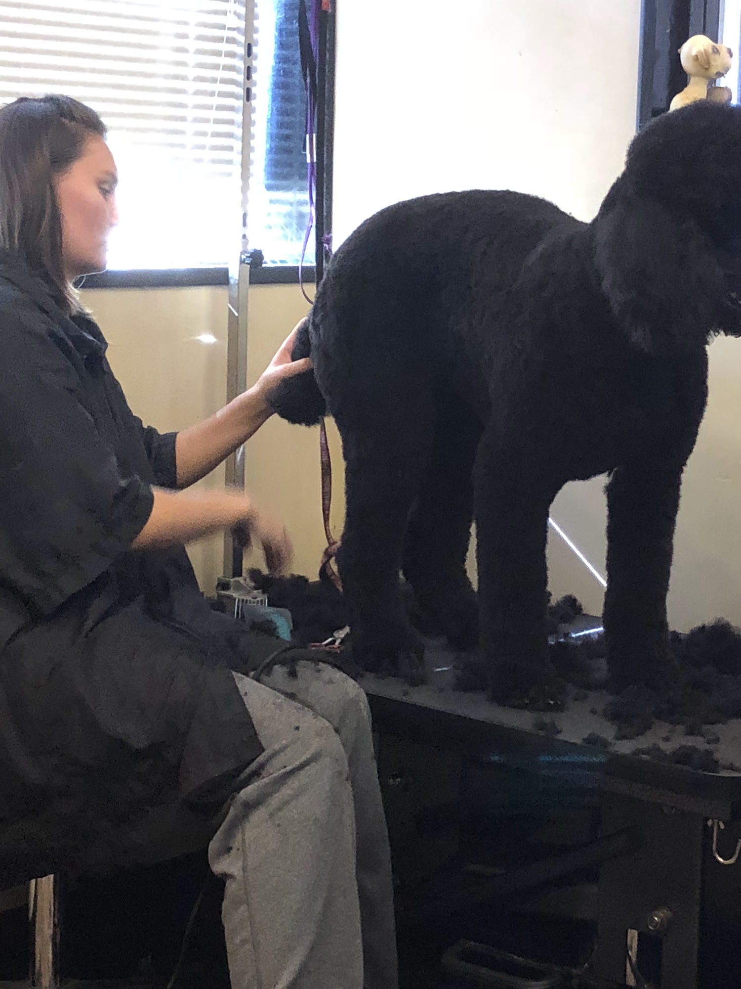 Town & Country Pup LLC Muskogee