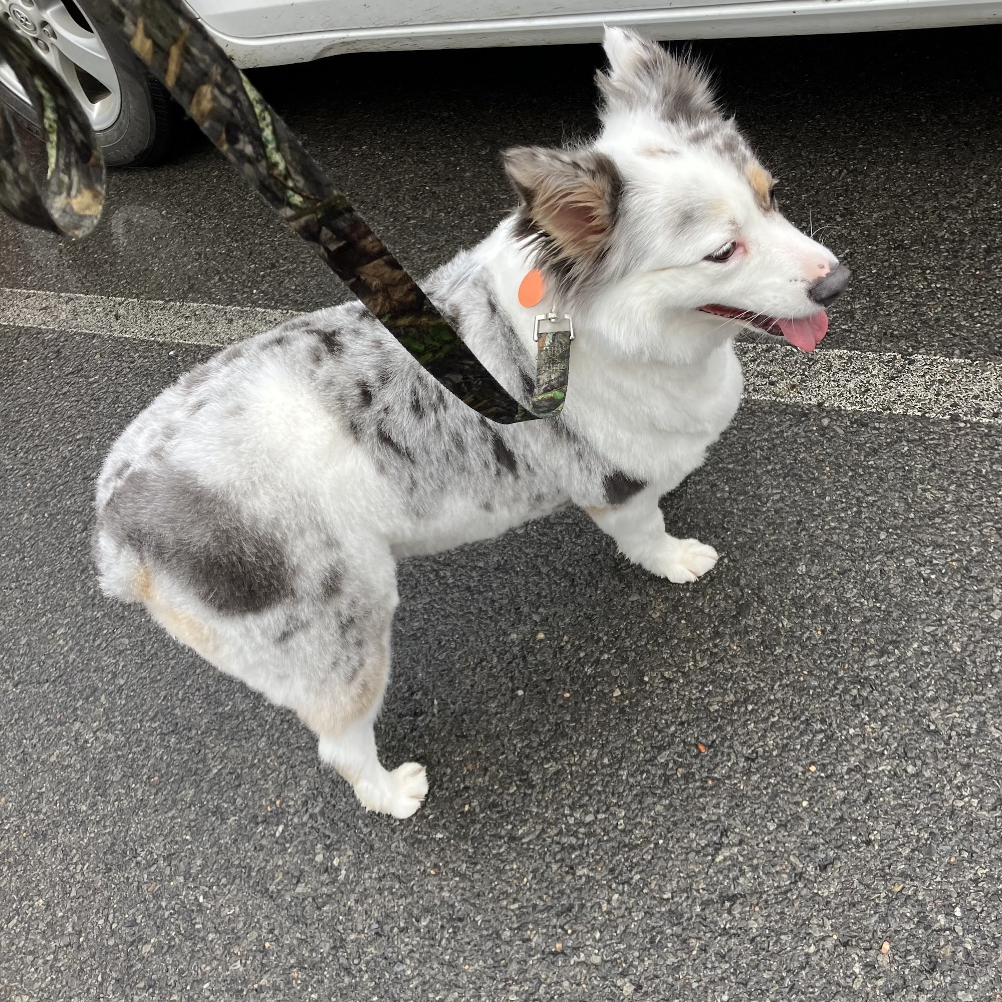 Okie Paws Dog Grooming Muskogee