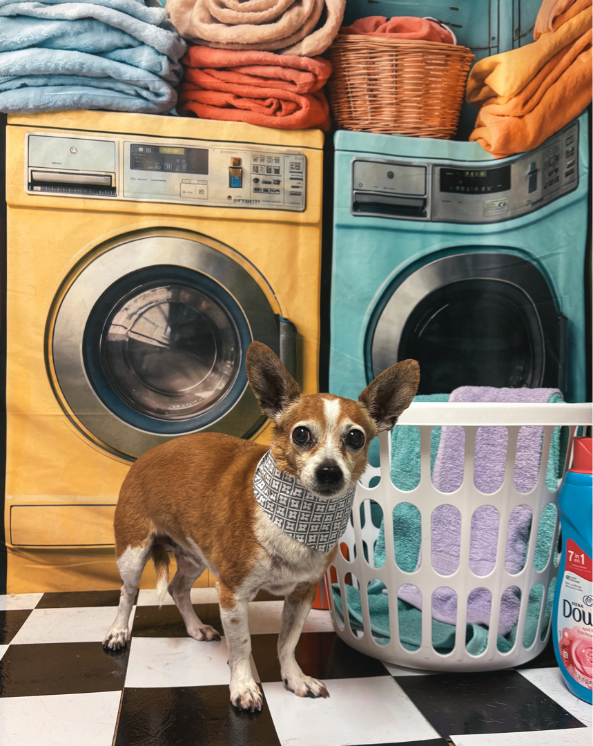 Dr. Terry Wood, DVM Mustang