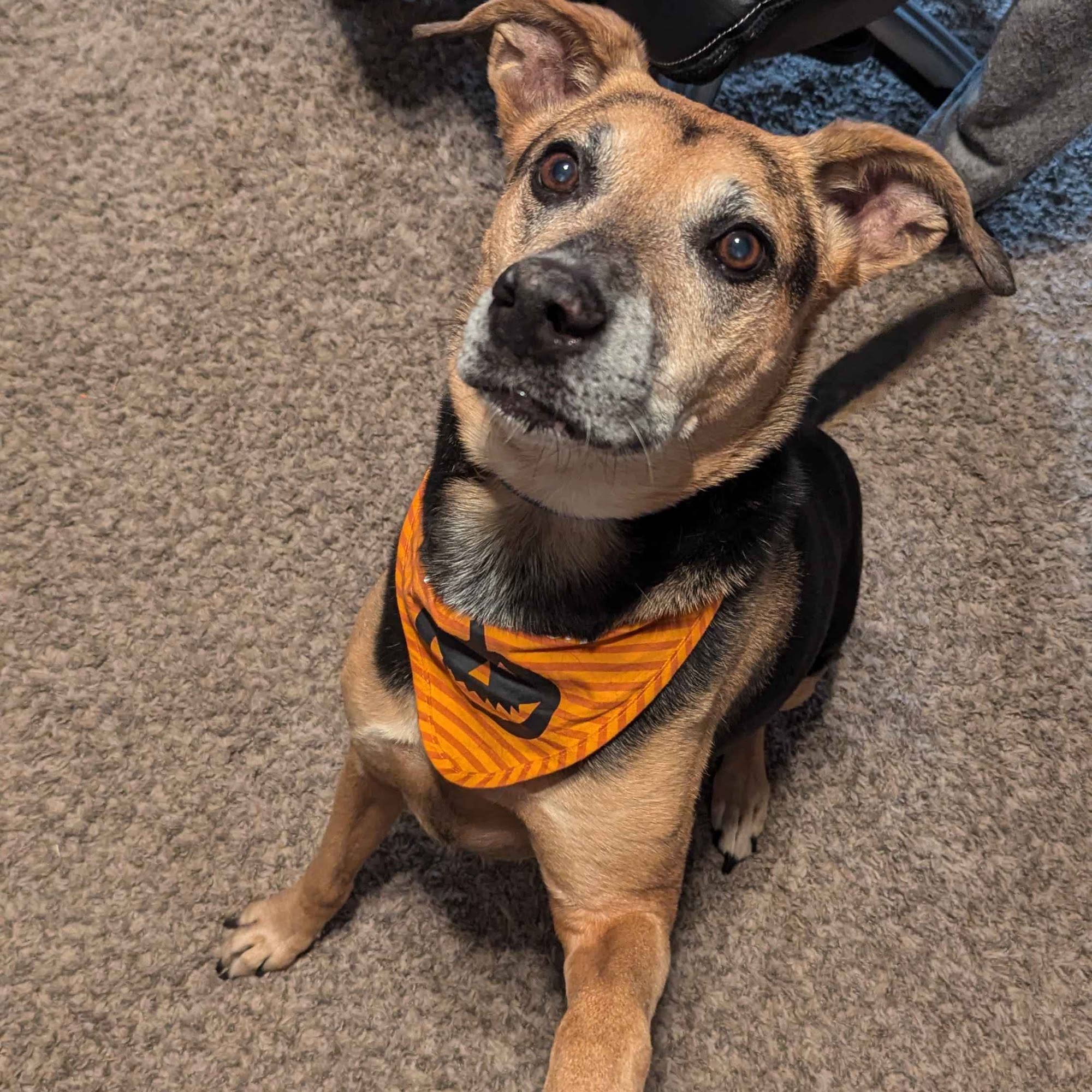 Dr. Terry Wood, DVM Mustang