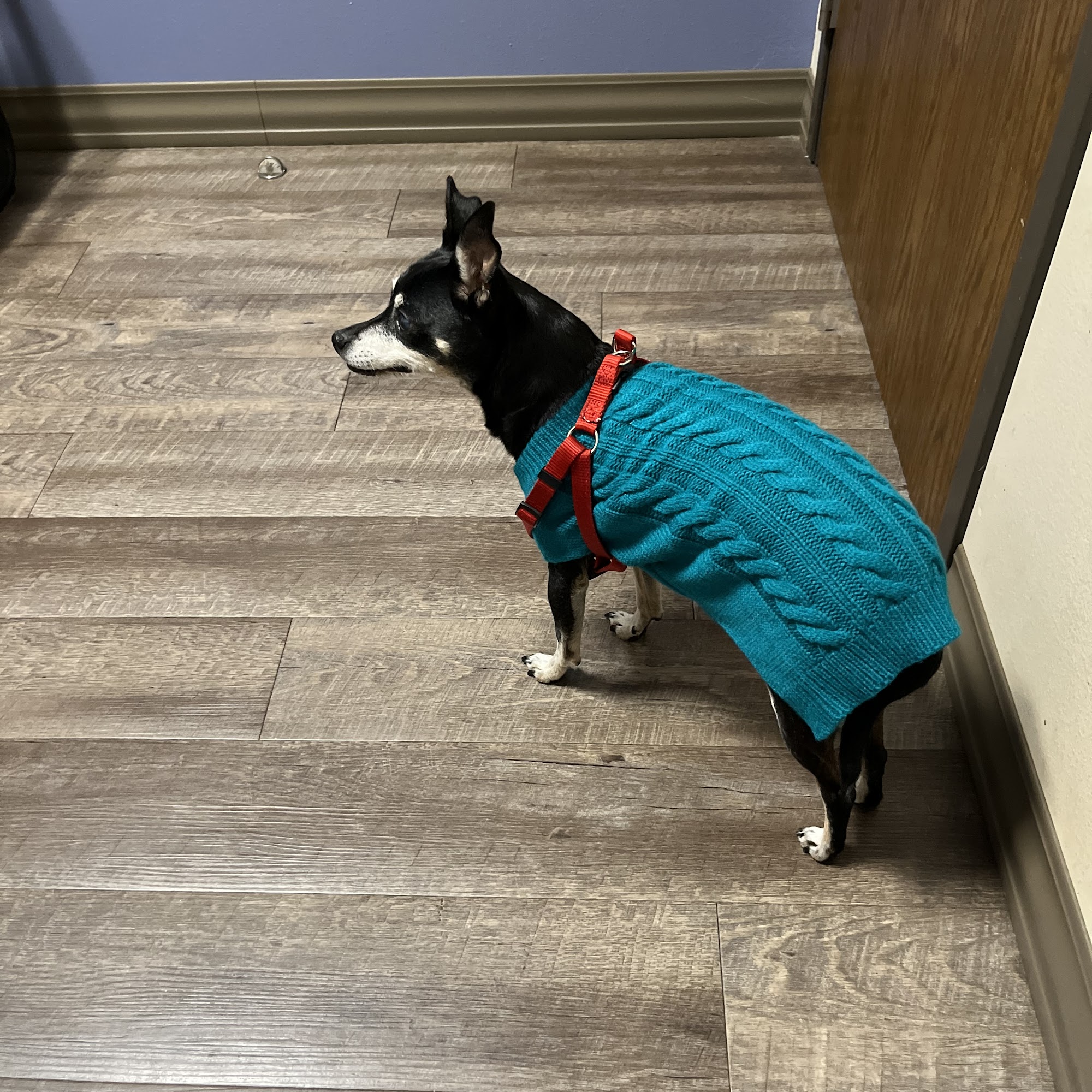 Mustang Animal Health Clinic Mustang