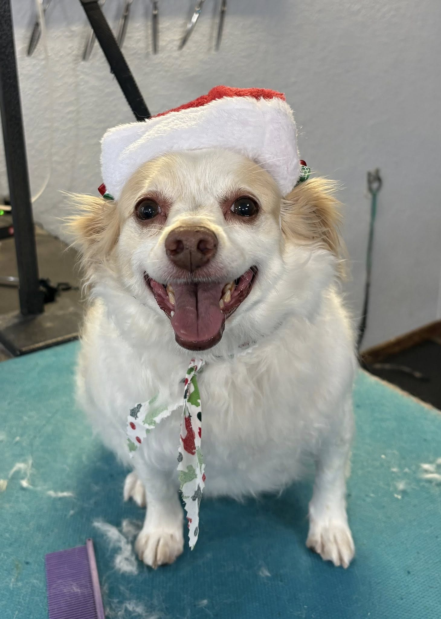 Scissor Paws Mustang