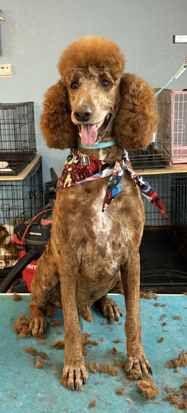 Scissor Paws Mustang