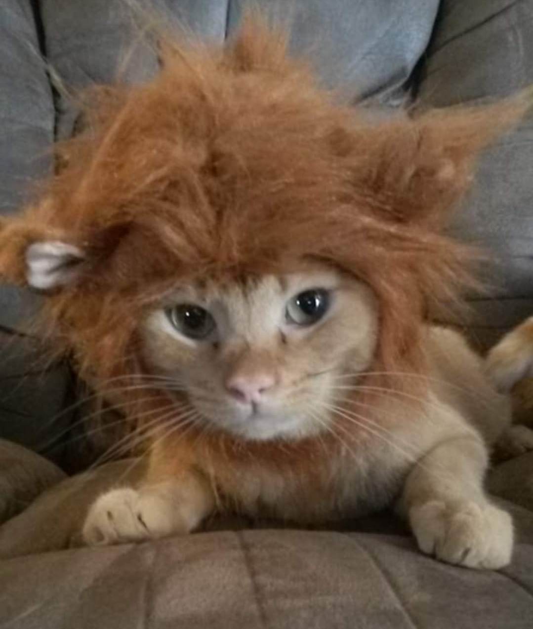 Central Oklahoma Boarding & Grooming Noble