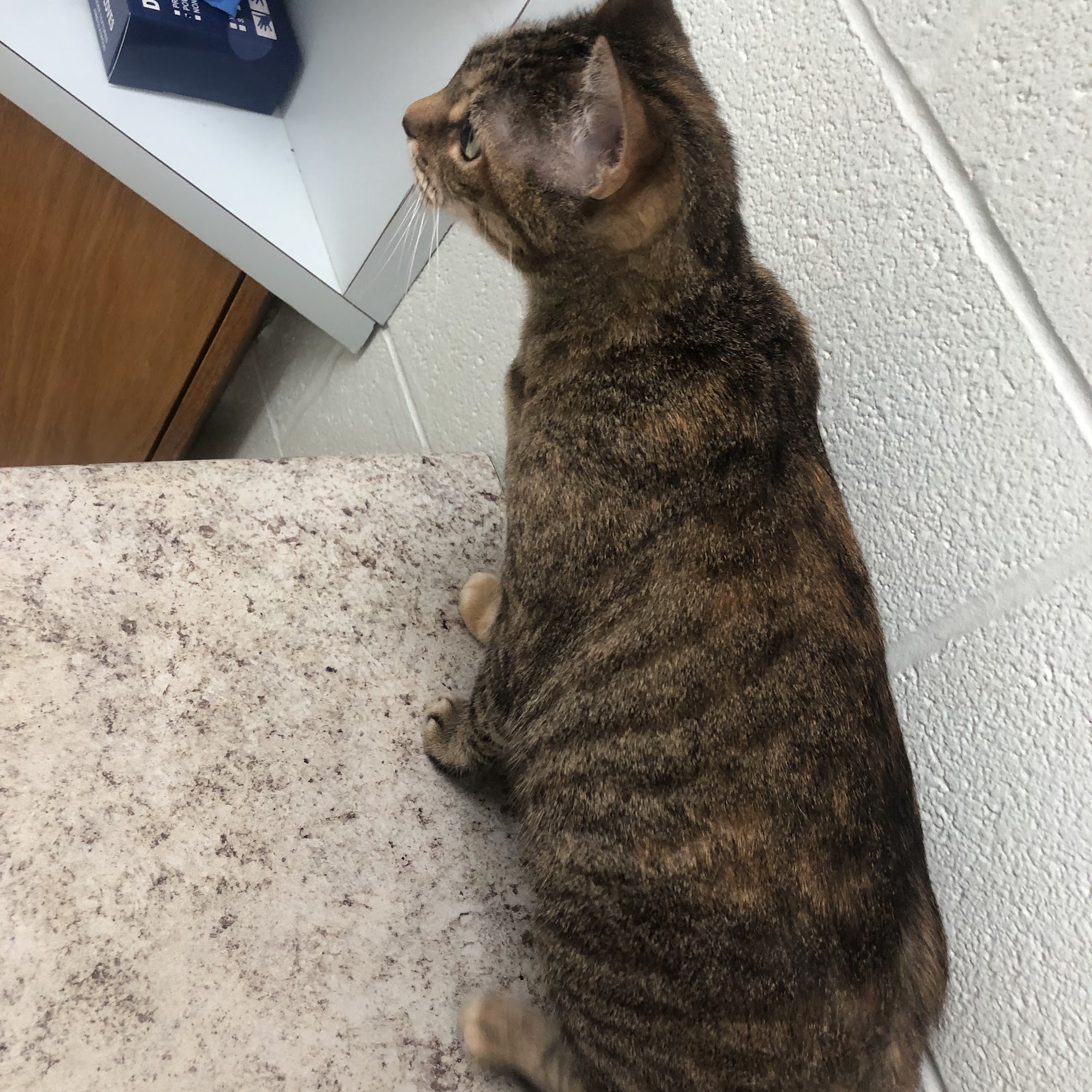 Thunderbird Veterinary Hospital Norman