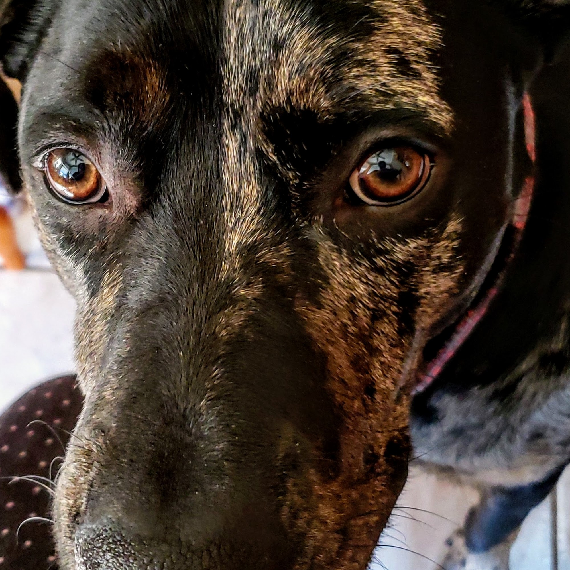 Shafer-Ray Kerry DVM Norman