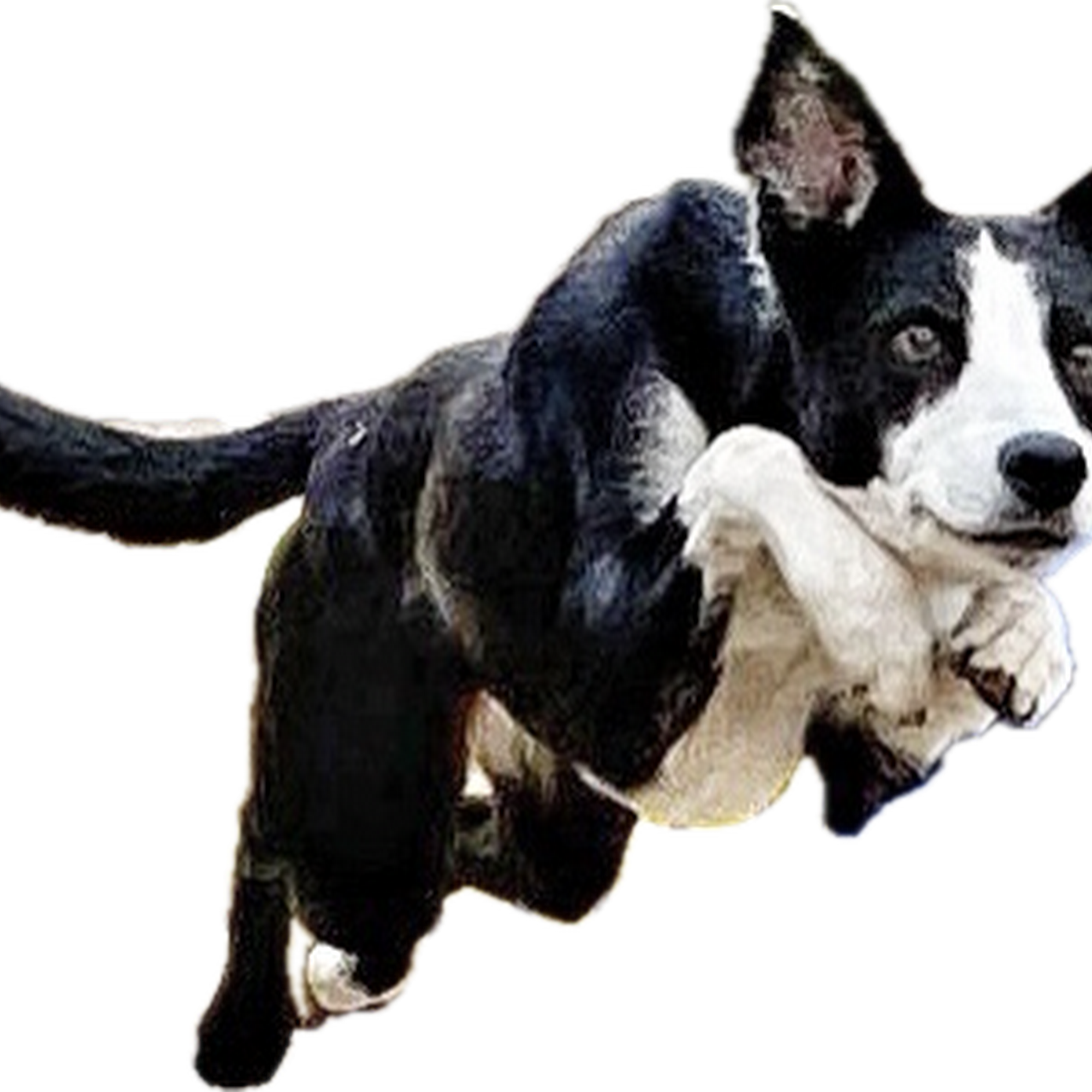 American Dog Obedience Center Llc Norman