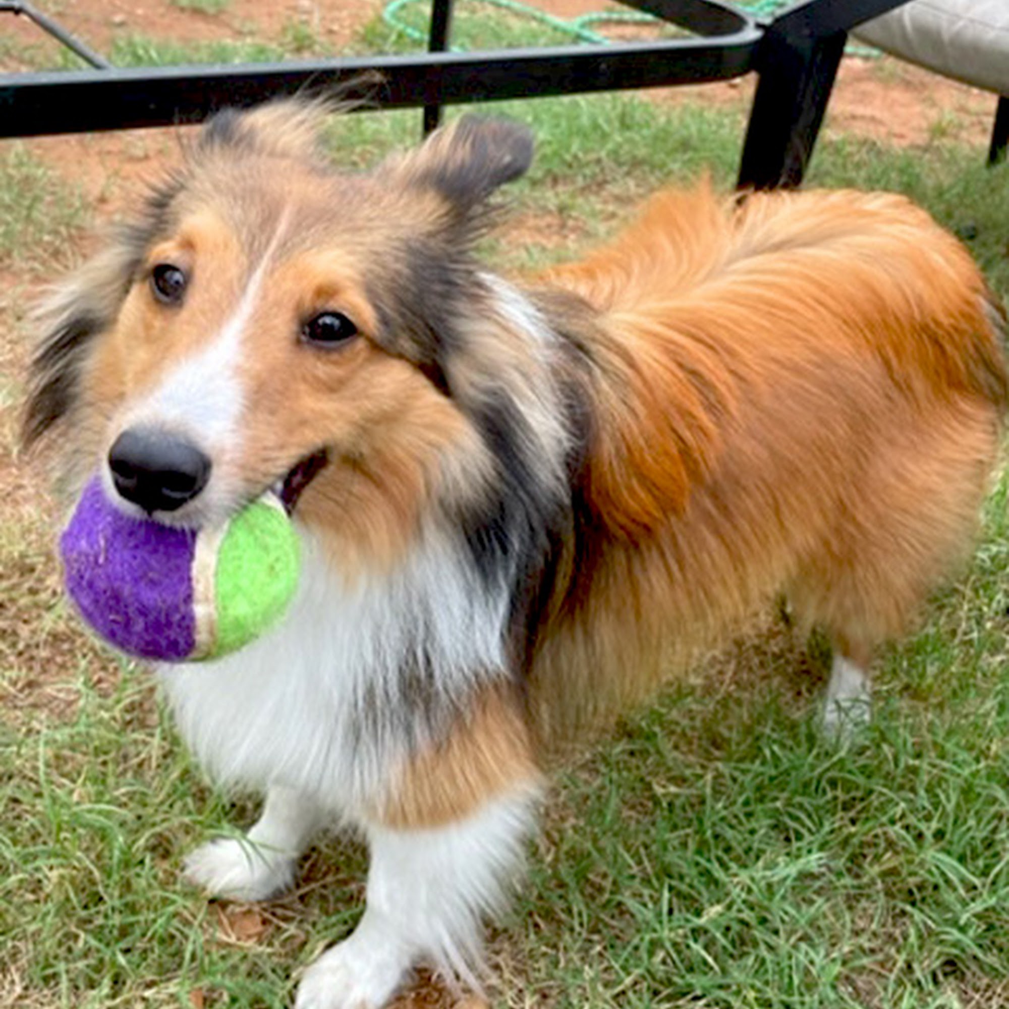 Bed N' Bones Kennel Norman