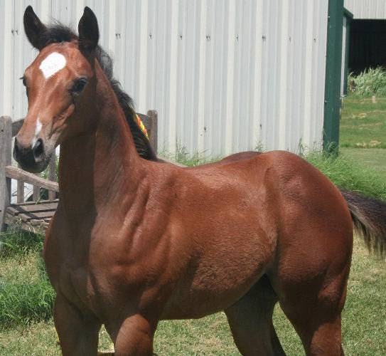 Red Earth Feed and Tack Oklahoma City
