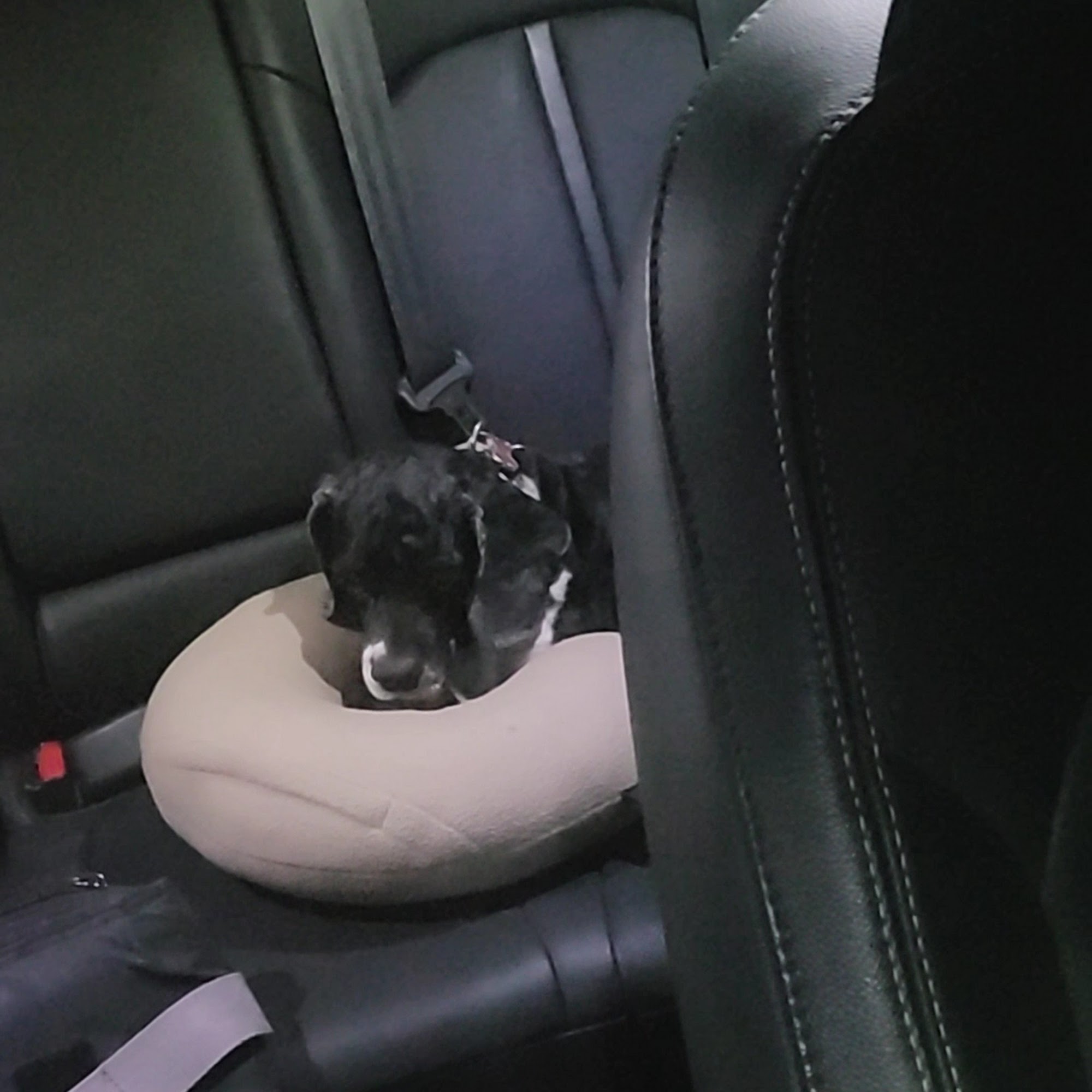 Woodlake Animal Hospital Oklahoma City