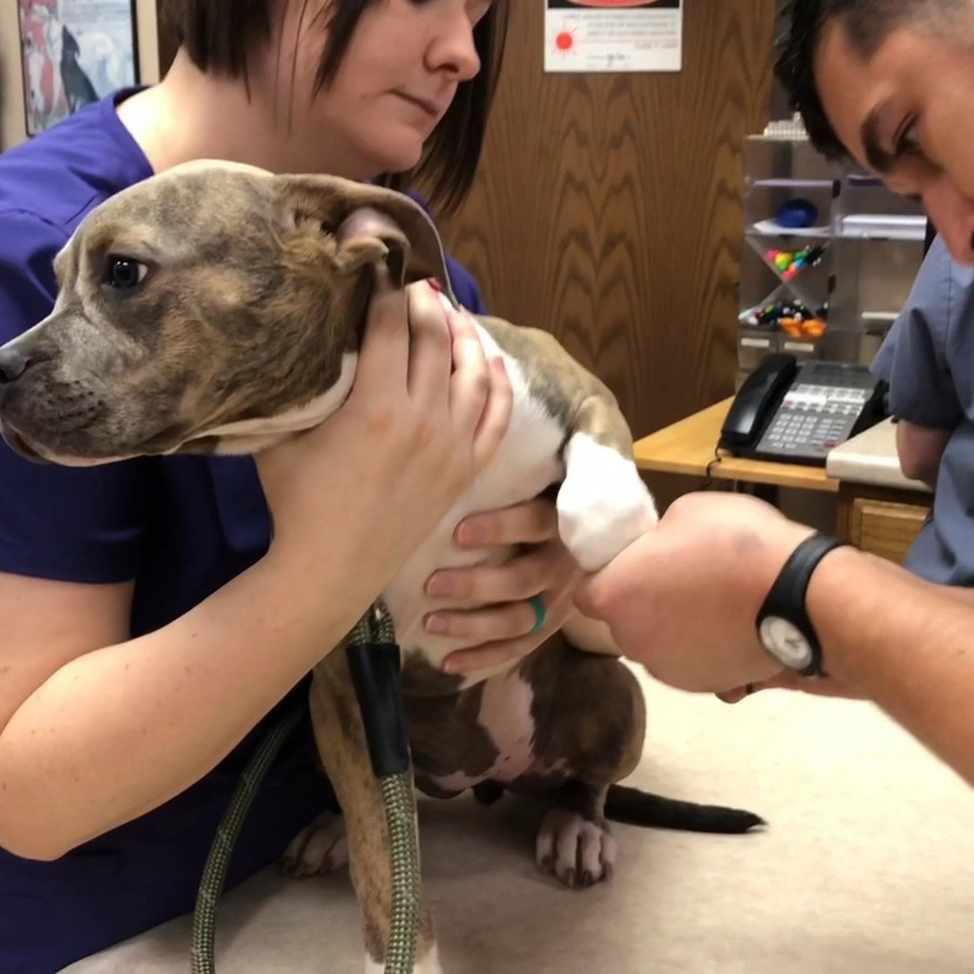 Putnam North Animal Hospital Oklahoma City