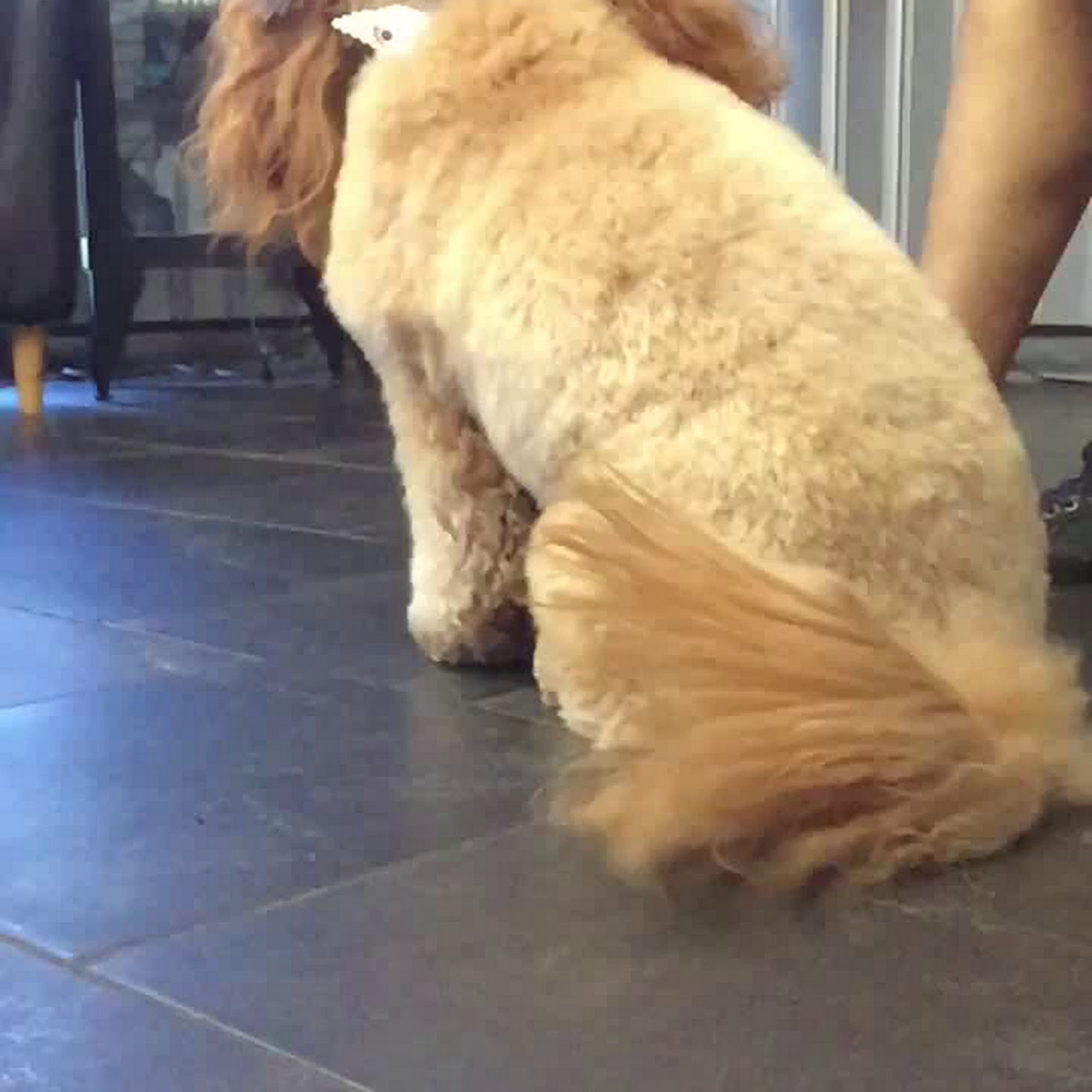 Four Paws Grooming & Boarding Oklahoma City