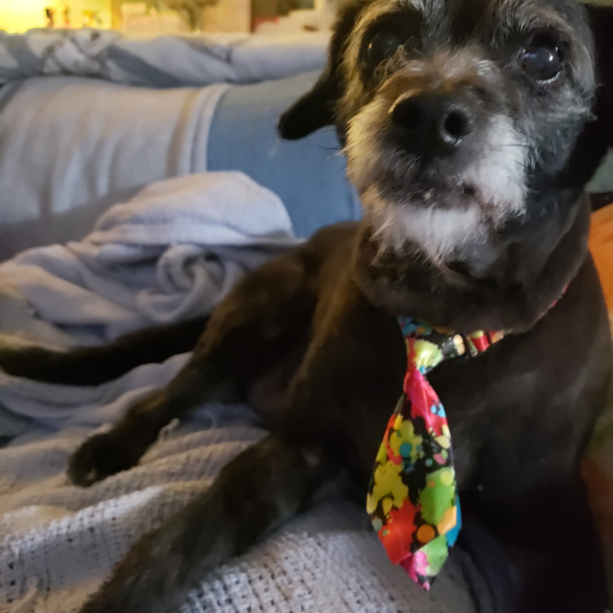 Groomer A Go-Go Oklahoma City