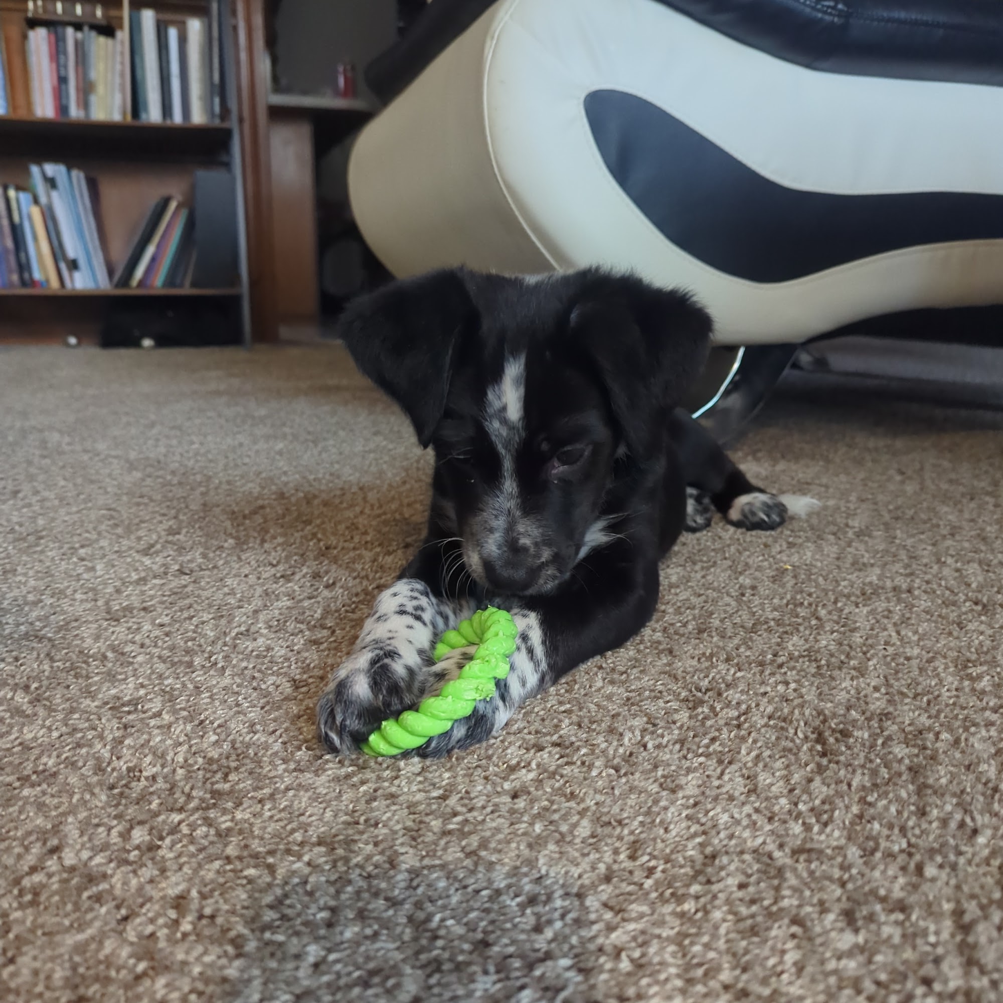 Oklahoma Humane Society Adoption Center Oklahoma City