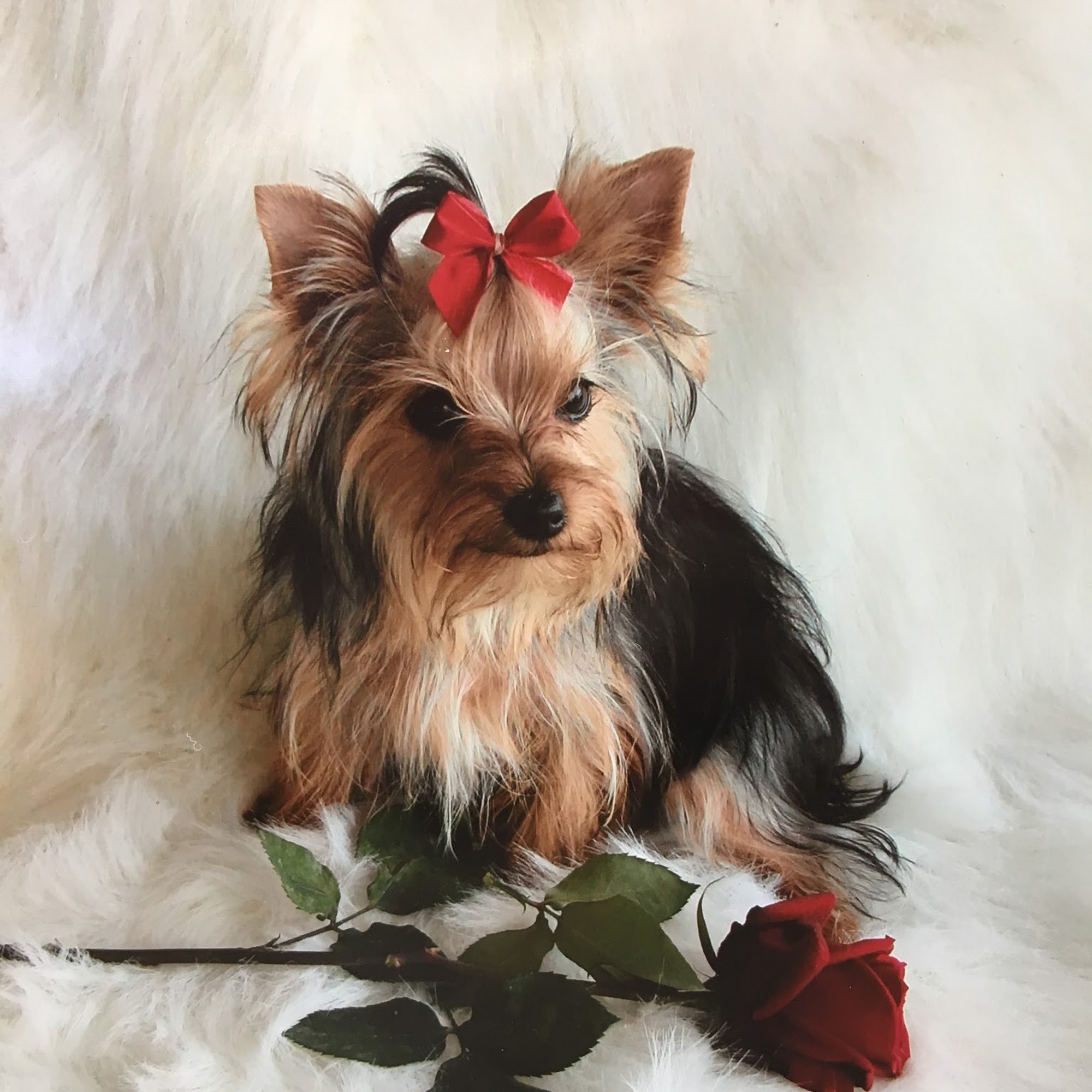 Arf'n Annies Oklahoma City