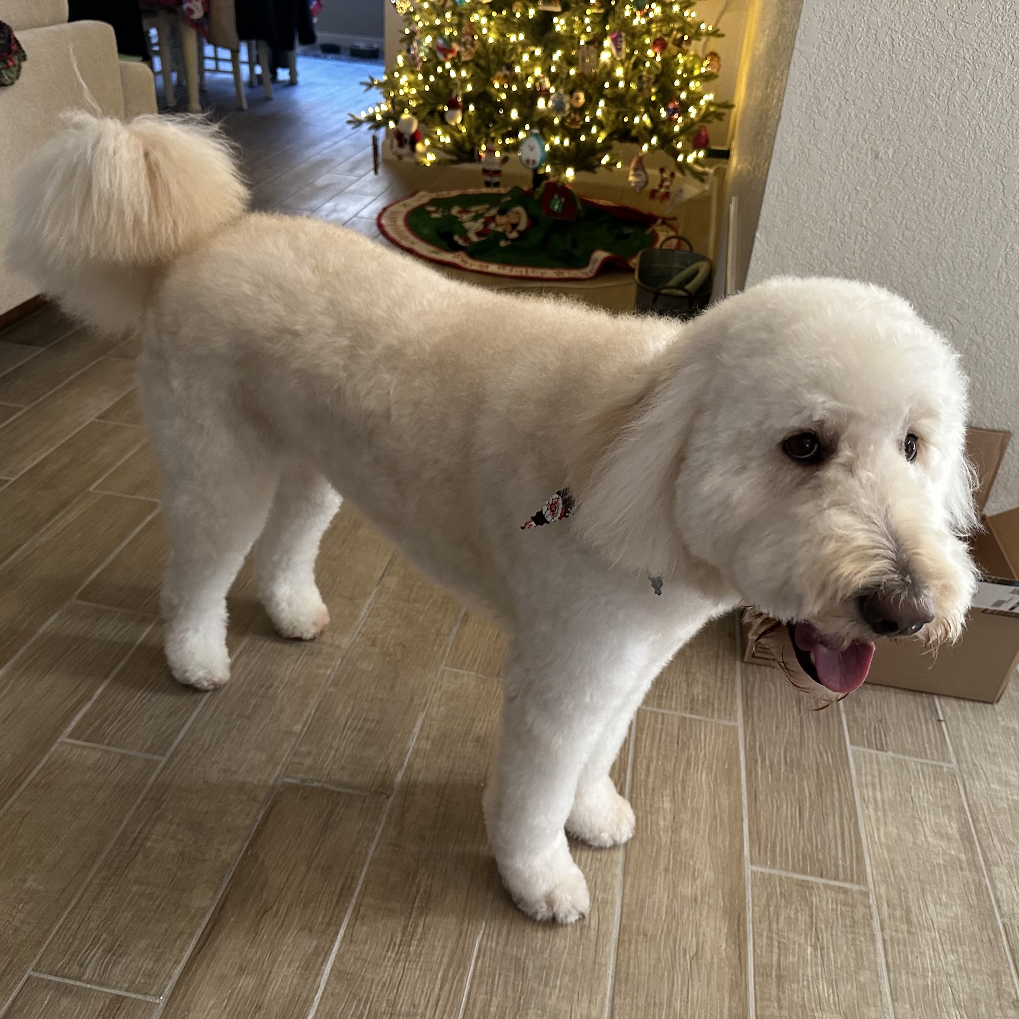 Diamond Dog Pet Salon & Spa Oklahoma City