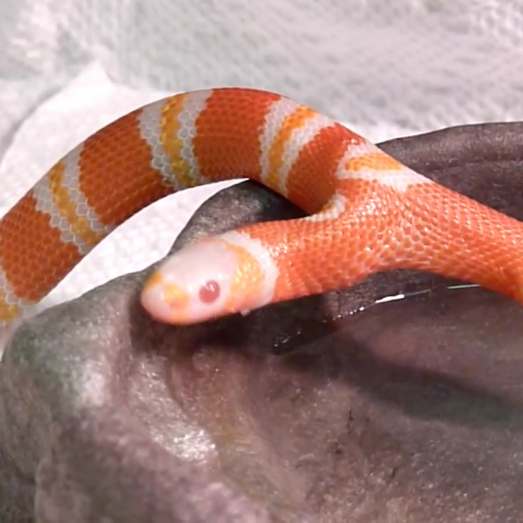 Bob Clark Reptiles Oklahoma City