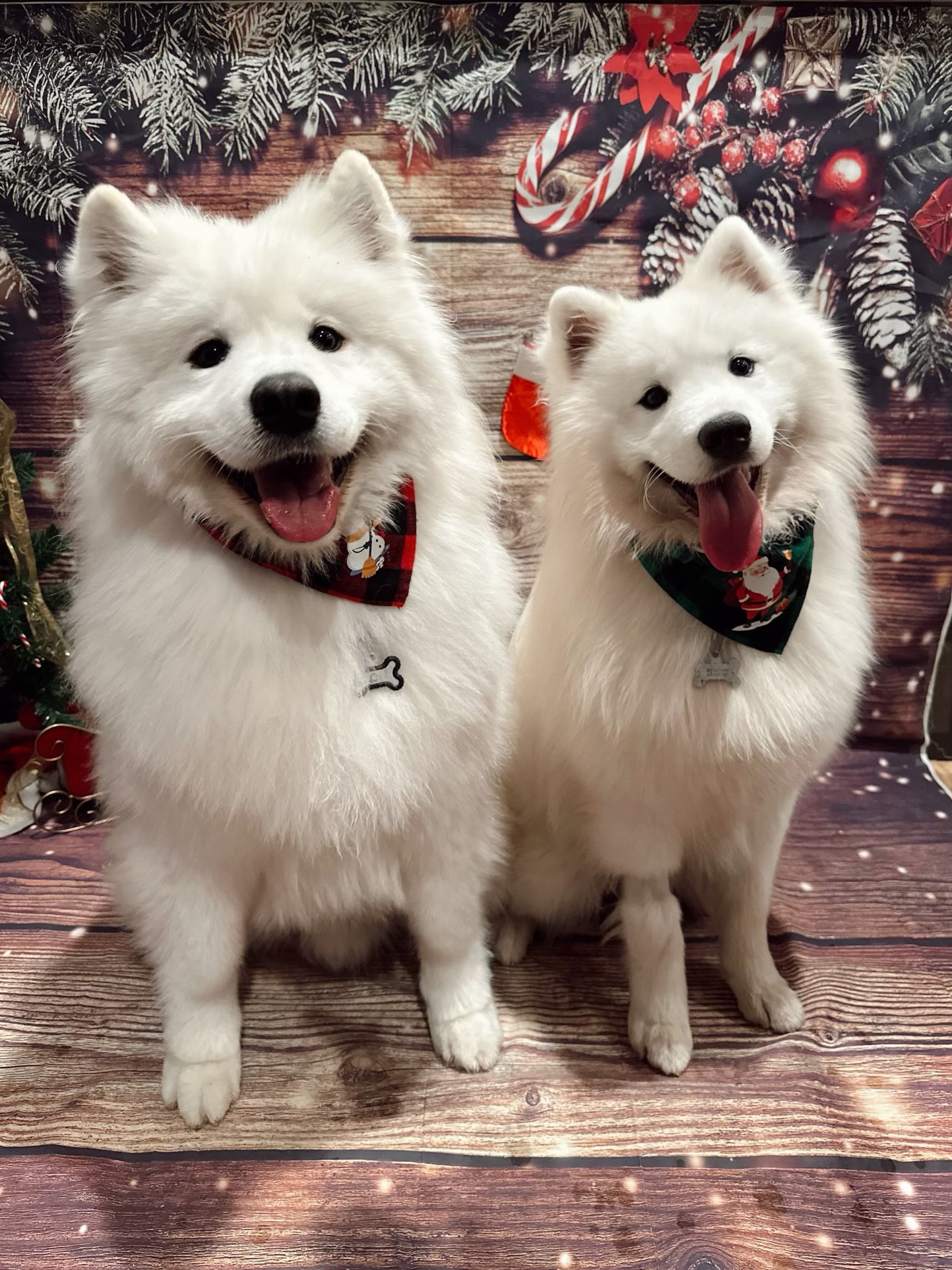 Vera's Posh Paws OKC - Dog Daycare, Boarding and Grooming Oklahoma City