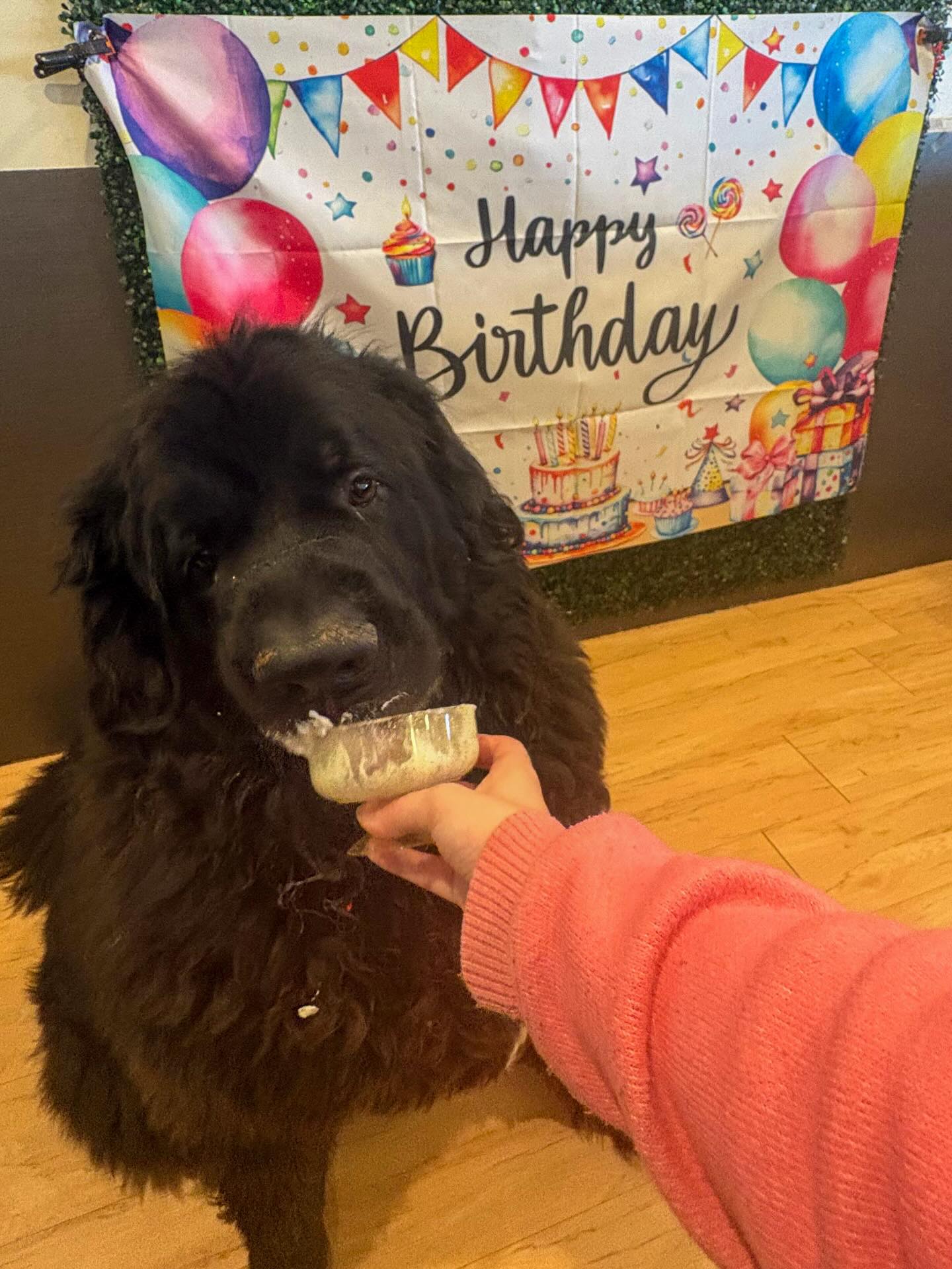 Vera's Posh Paws OKC - Dog Daycare, Boarding and Grooming Oklahoma City