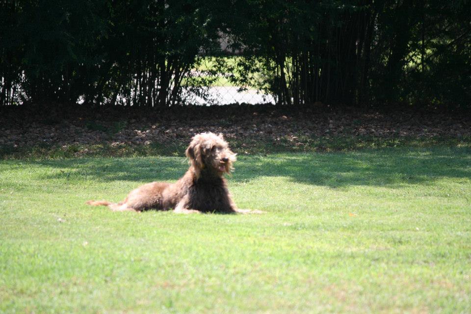 Bark of the Town Oklahoma City