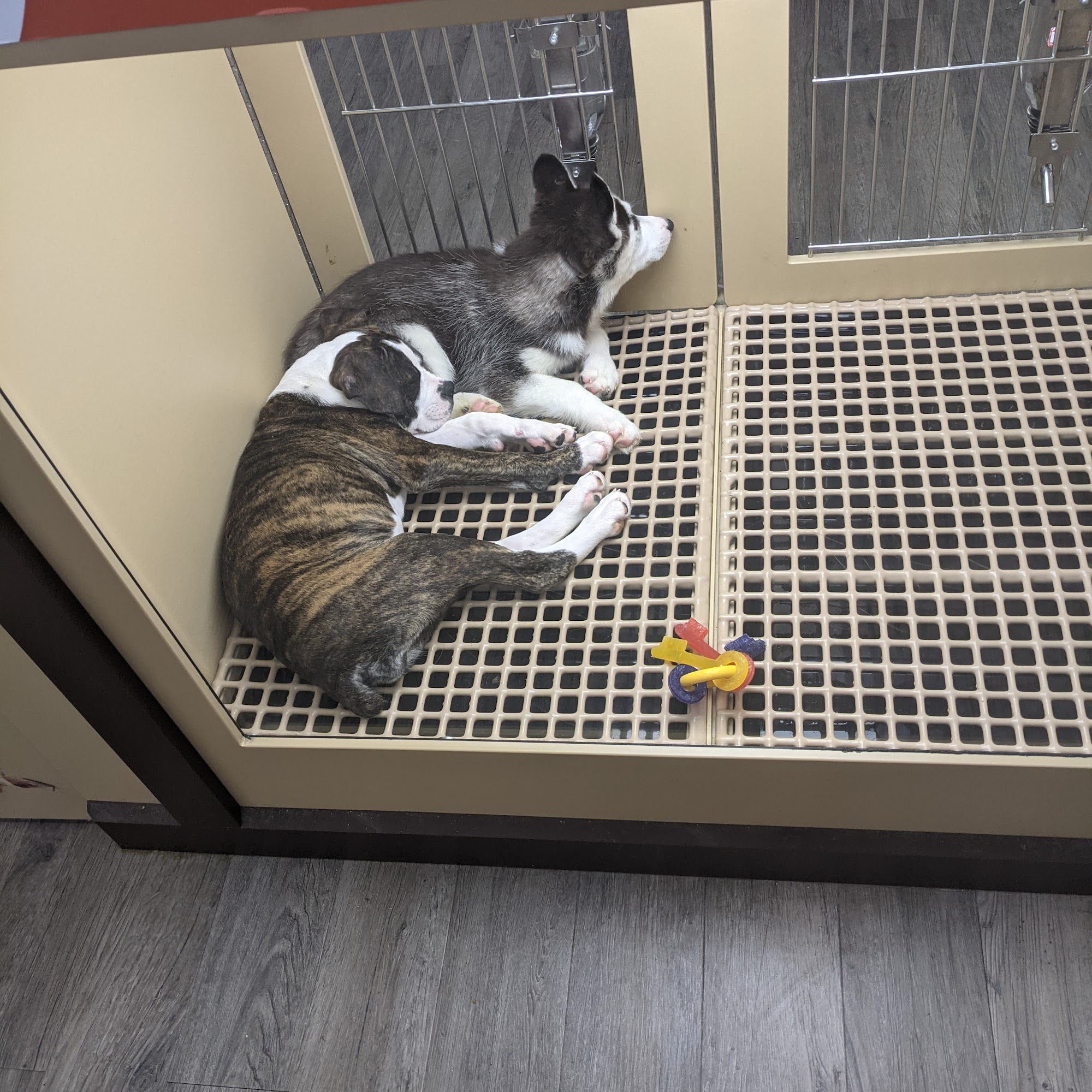 Petland Oklahoma City Oklahoma City