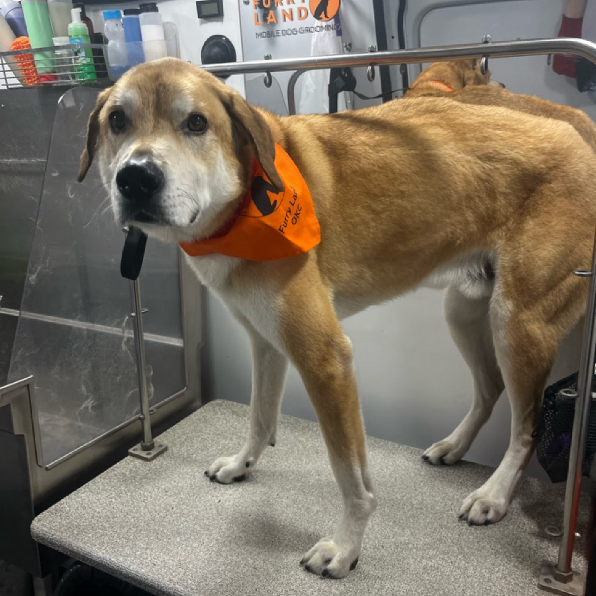 Furry Land Oklahoma City Oklahoma City