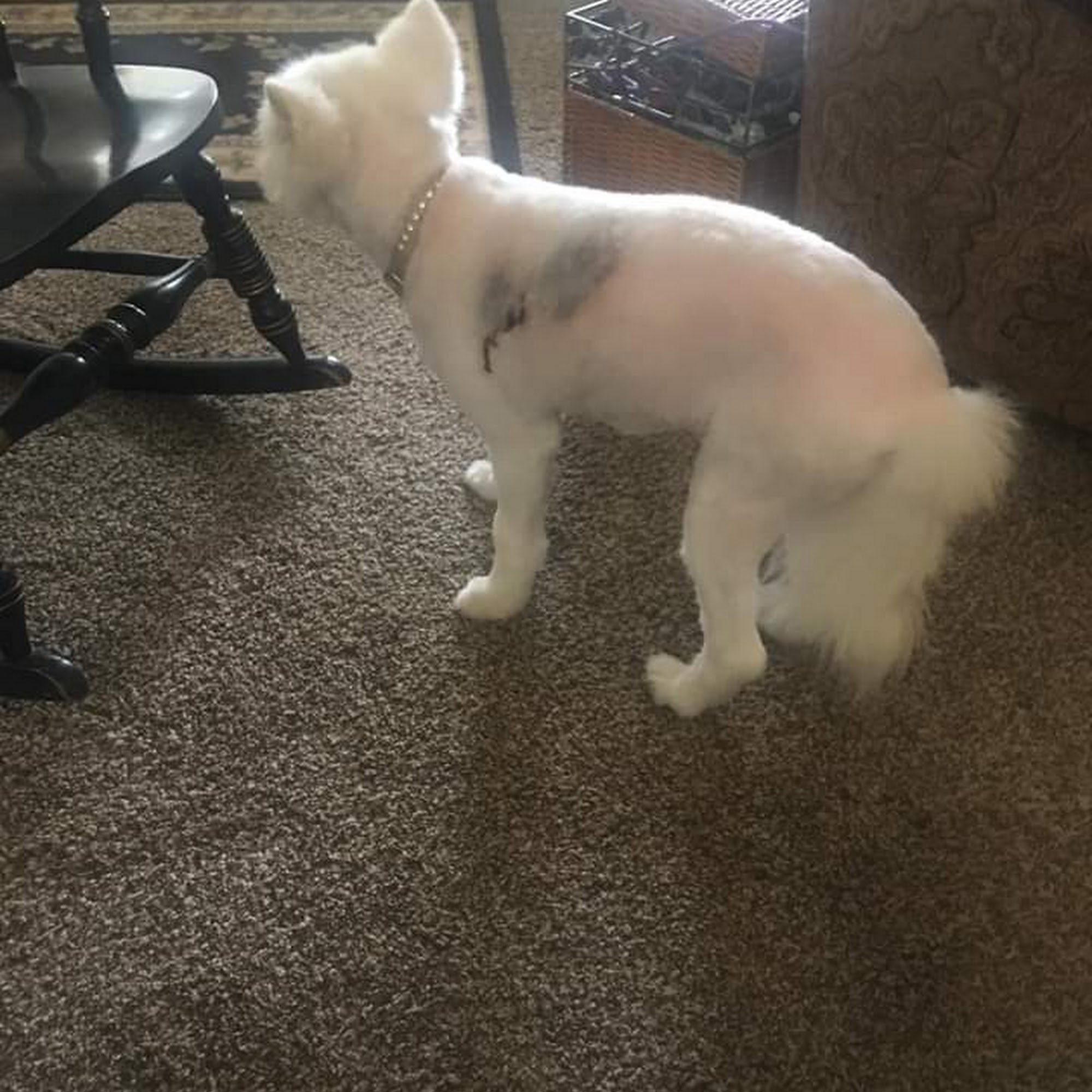 Zen Dog Grooming Oklahoma City