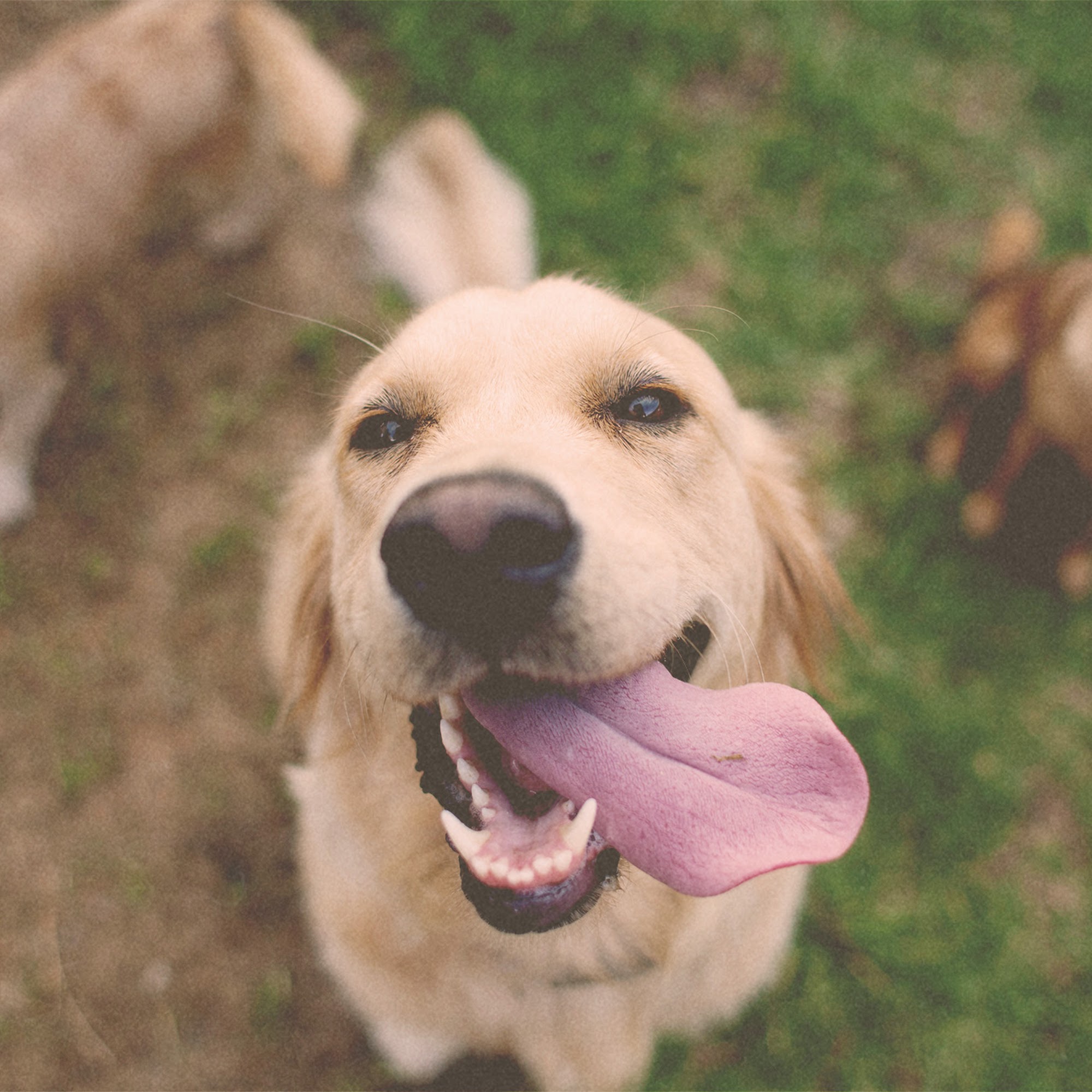 The Dog House OKC Oklahoma City