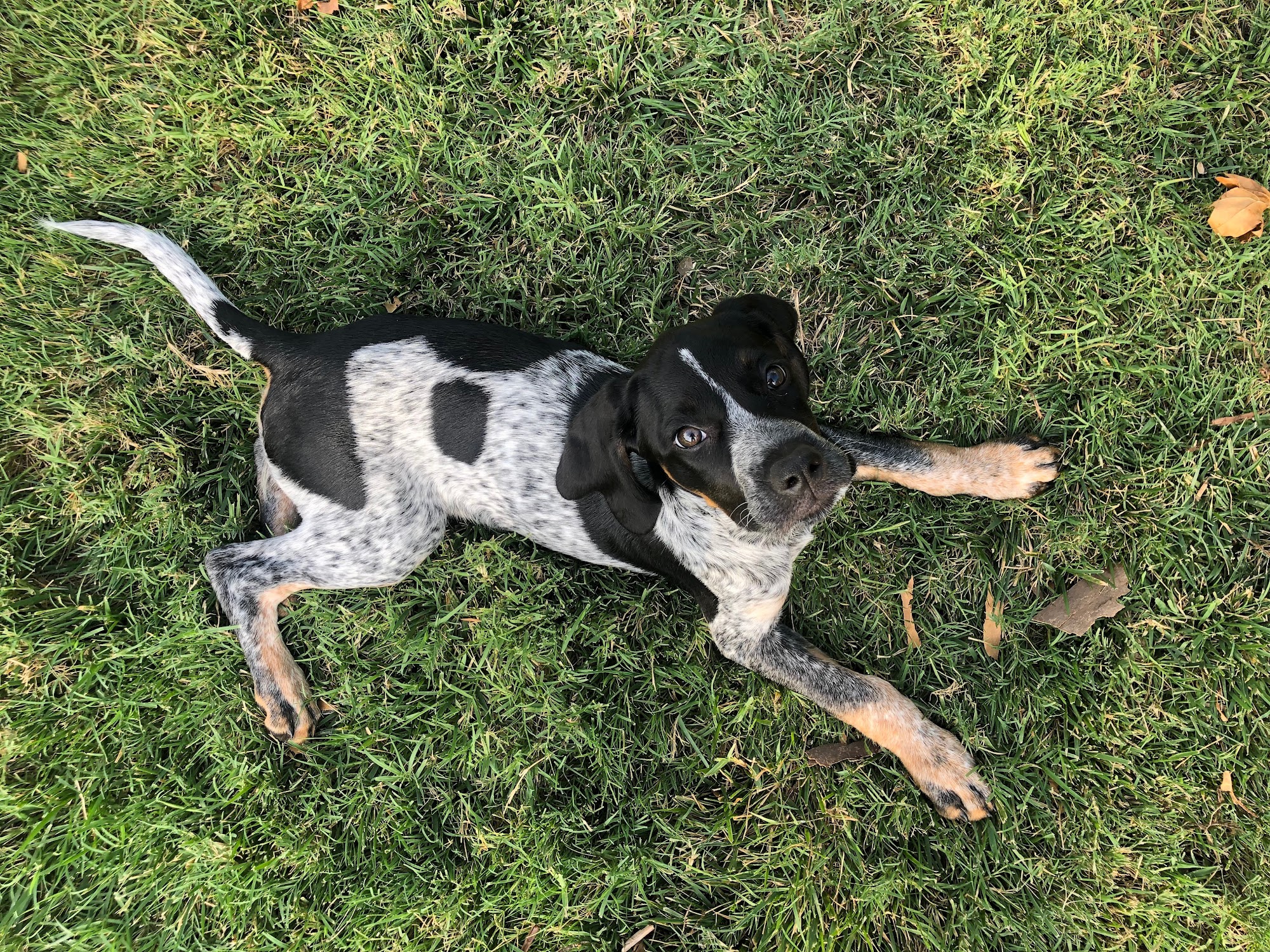 The Existential Canine Oklahoma City