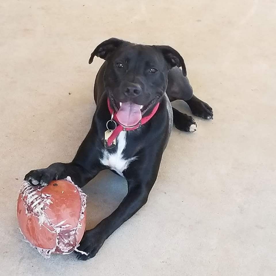 Moore Animal Shelter and Adoption Center Oklahoma City