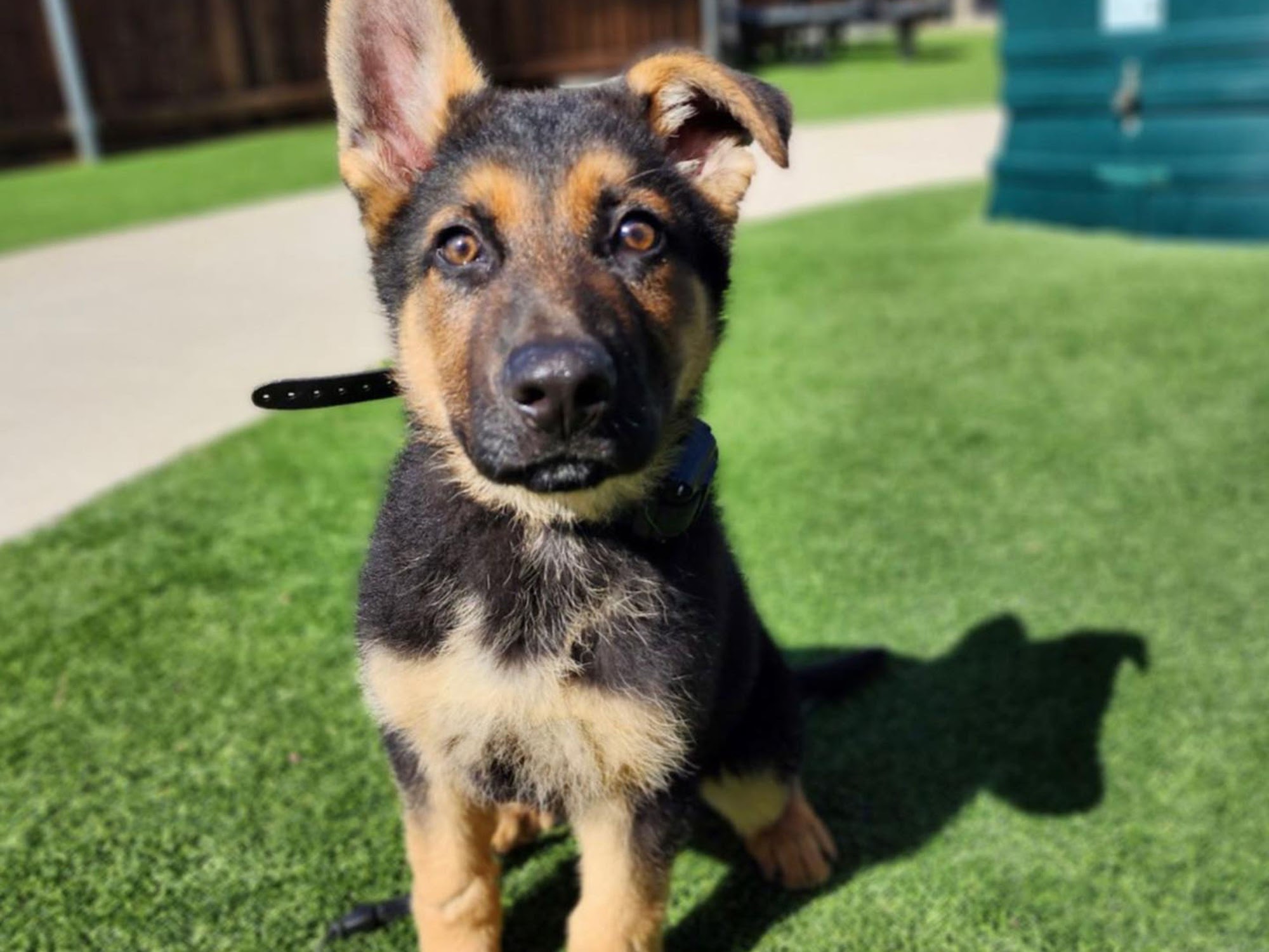 All Dogs Unleashed Dog Training OKC Oklahoma City