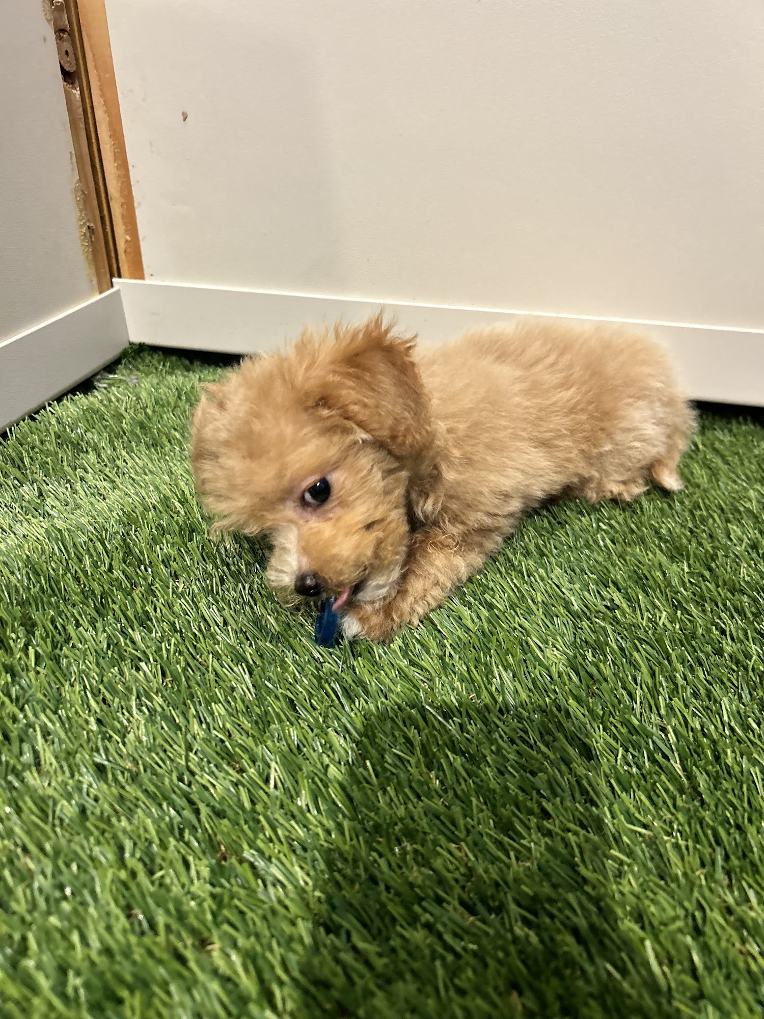 Pettito Oklahoma City