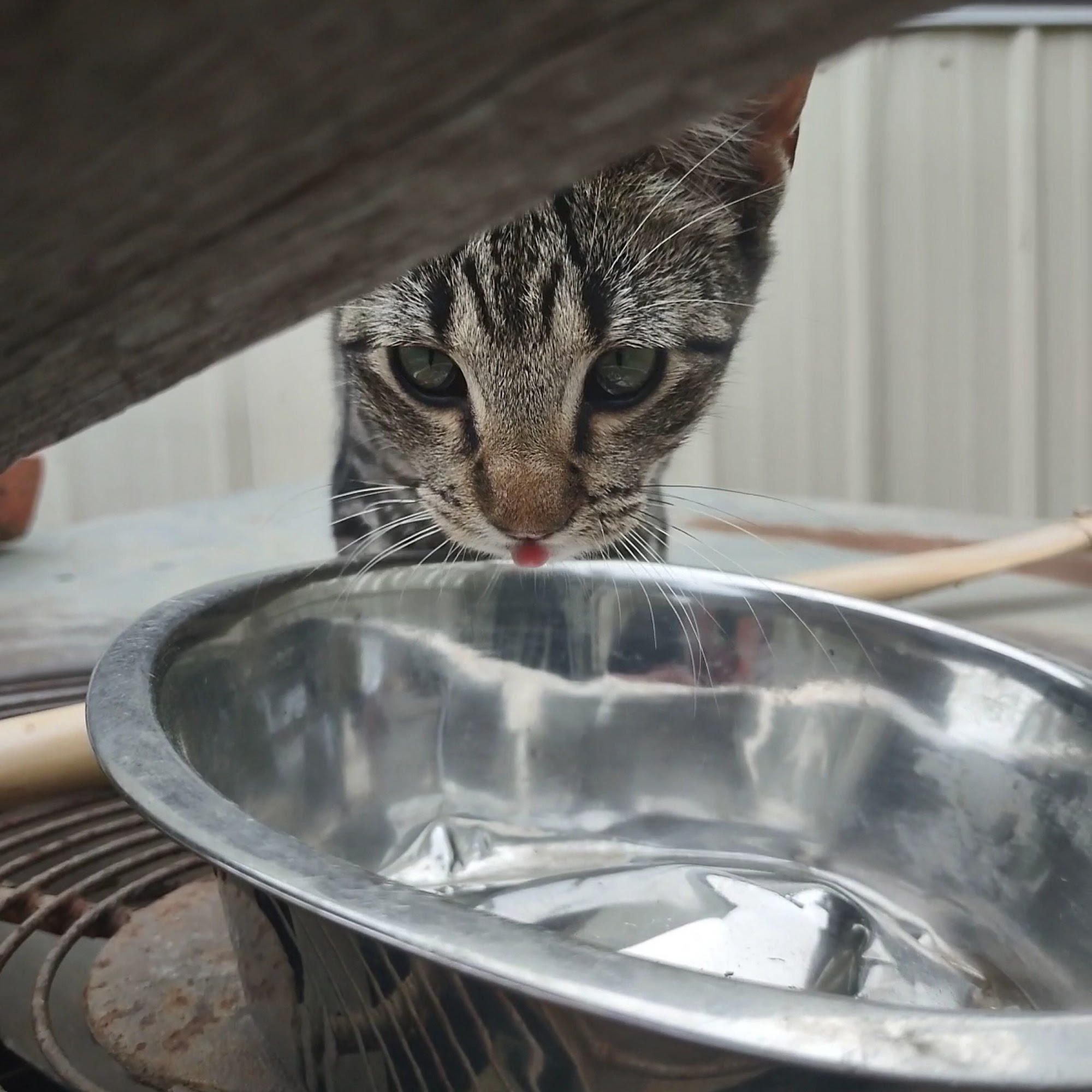 Dripping Springs Pet Hospital Okmulgee