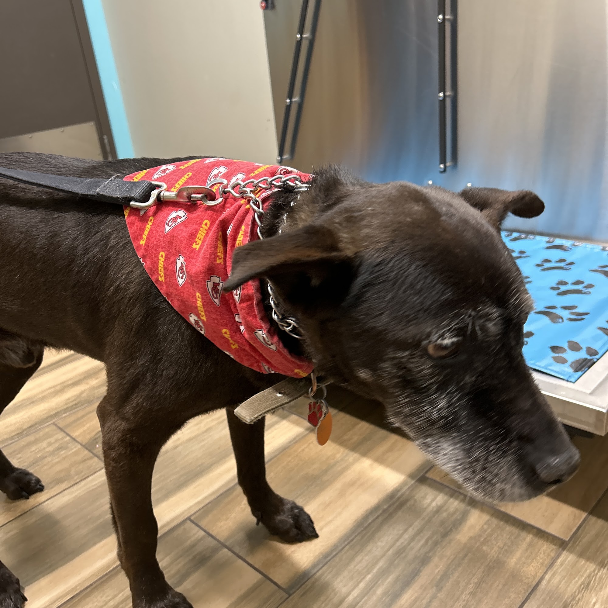 Family Animal Medicine Owasso