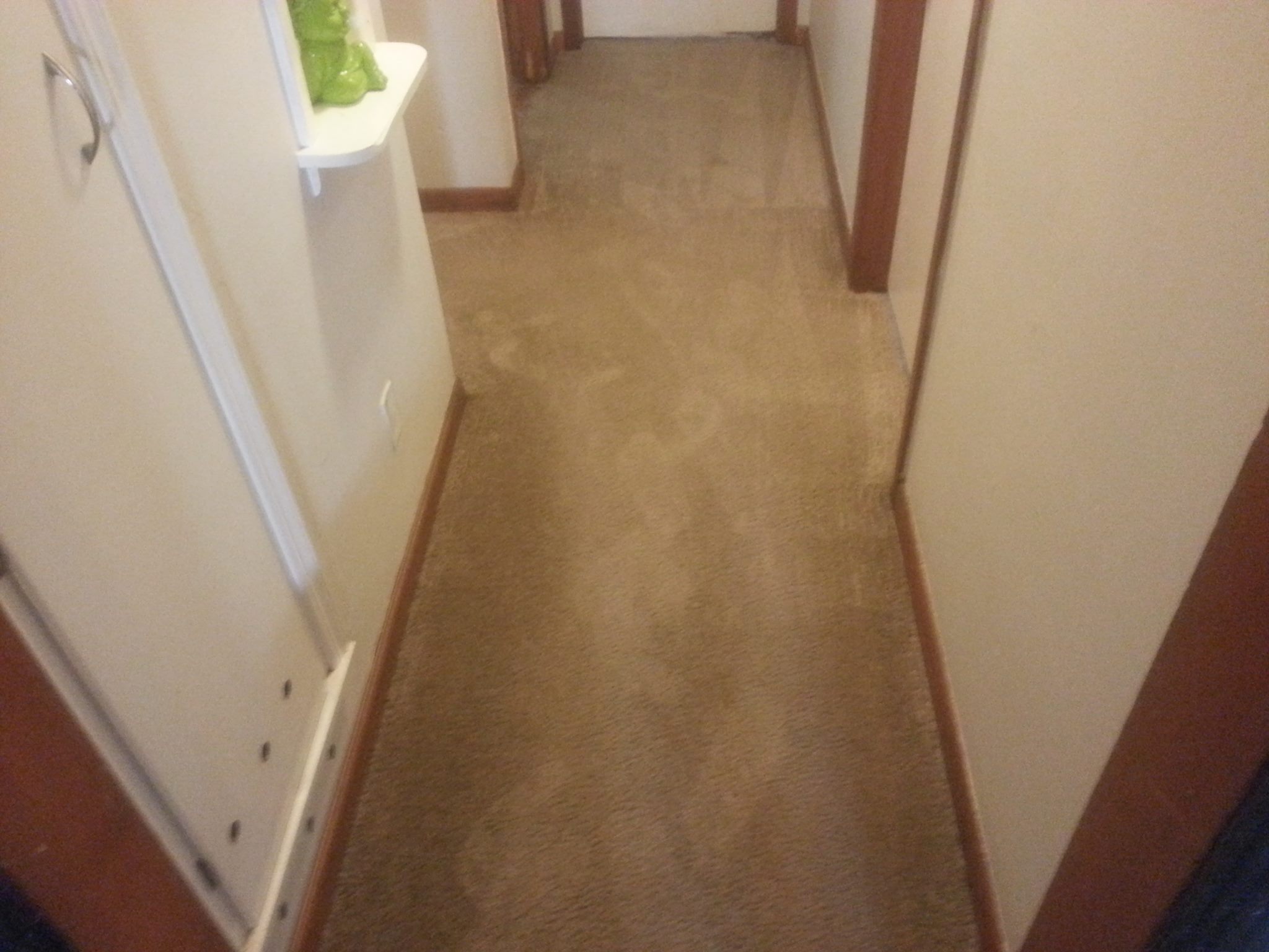 Dri-Rite Carpet & Upholstery