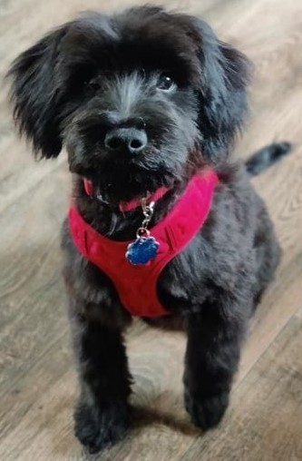 Doggie Styles Grooming, LLC. Owasso