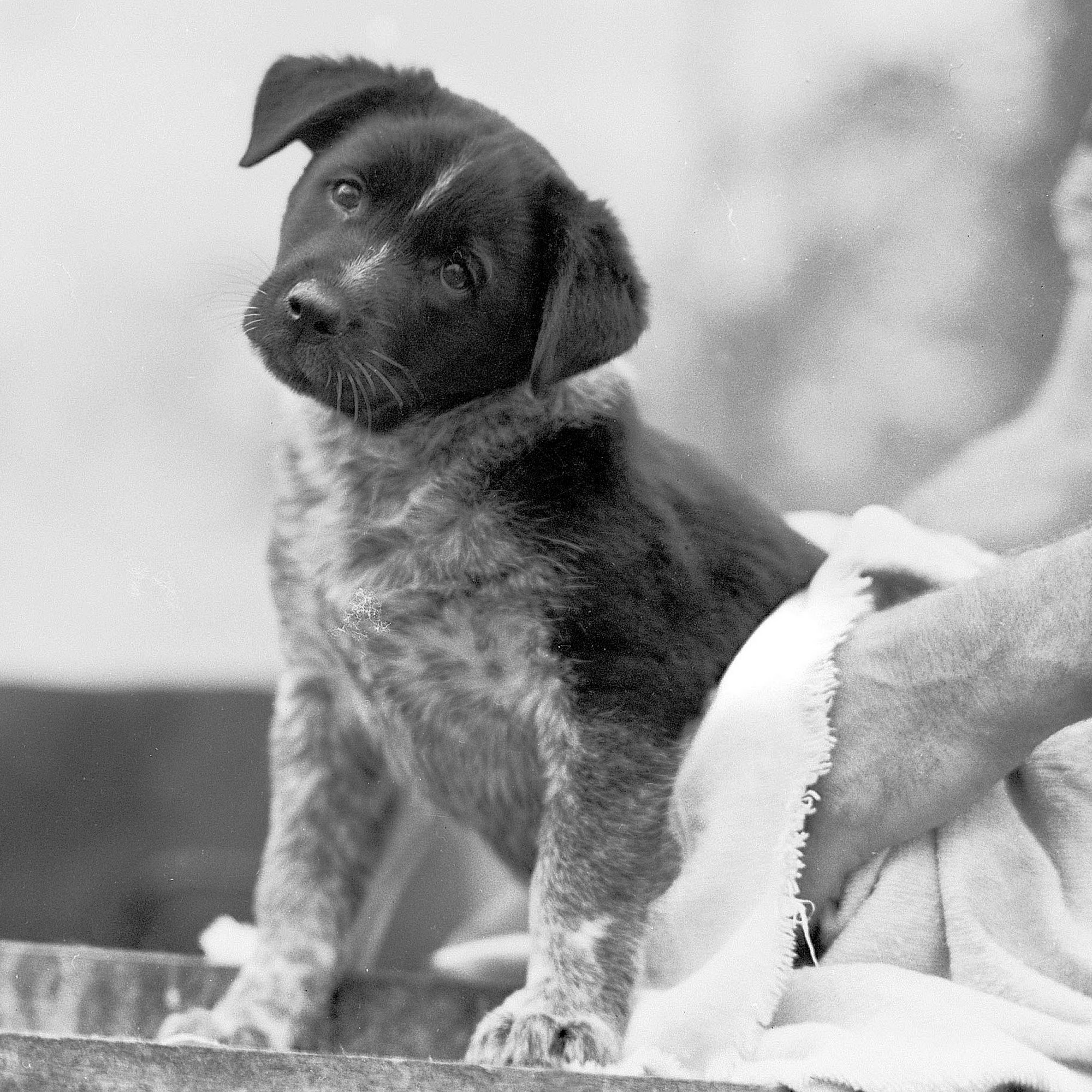 Scott's Dog House Owasso