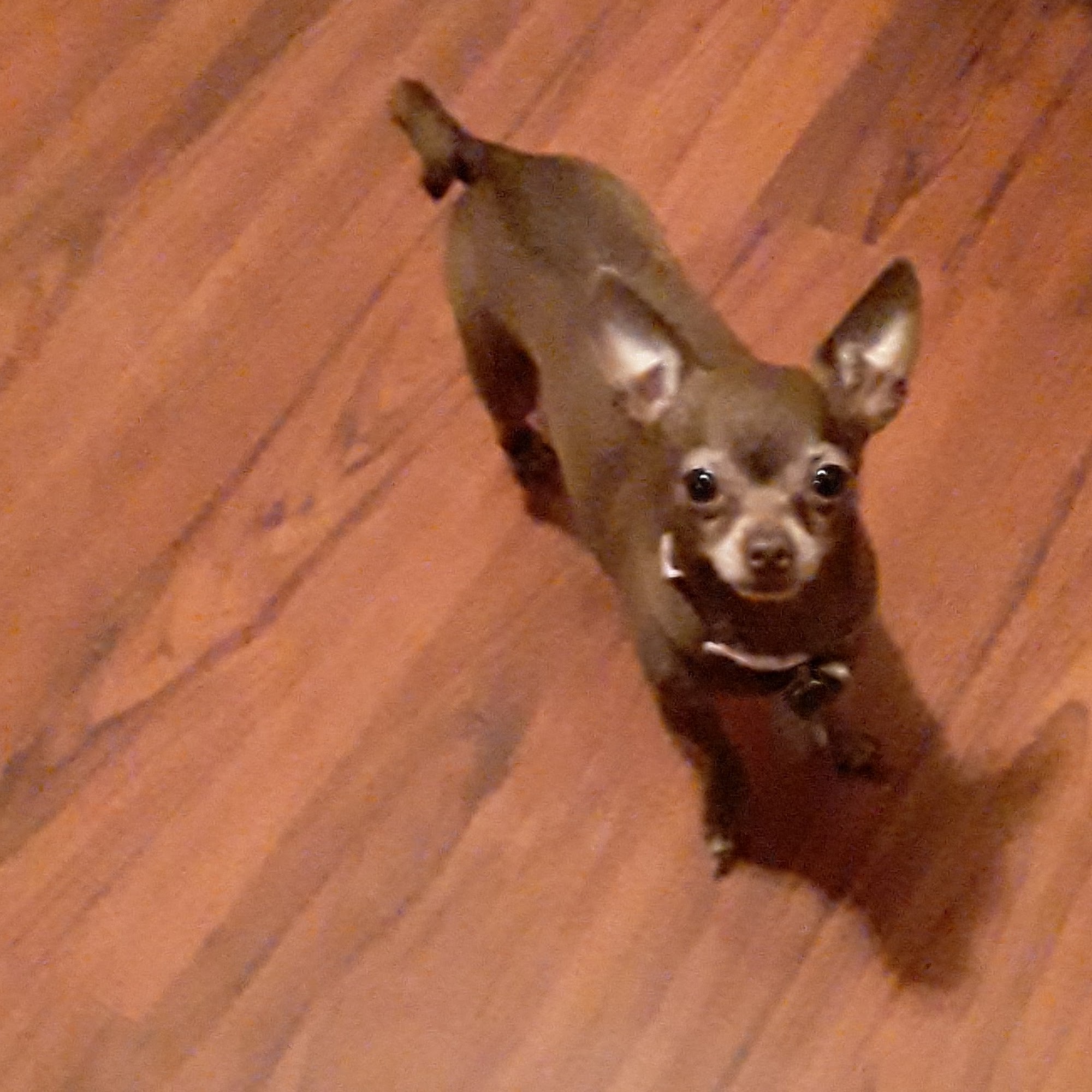 Osage Animal Clinic Pawhuska