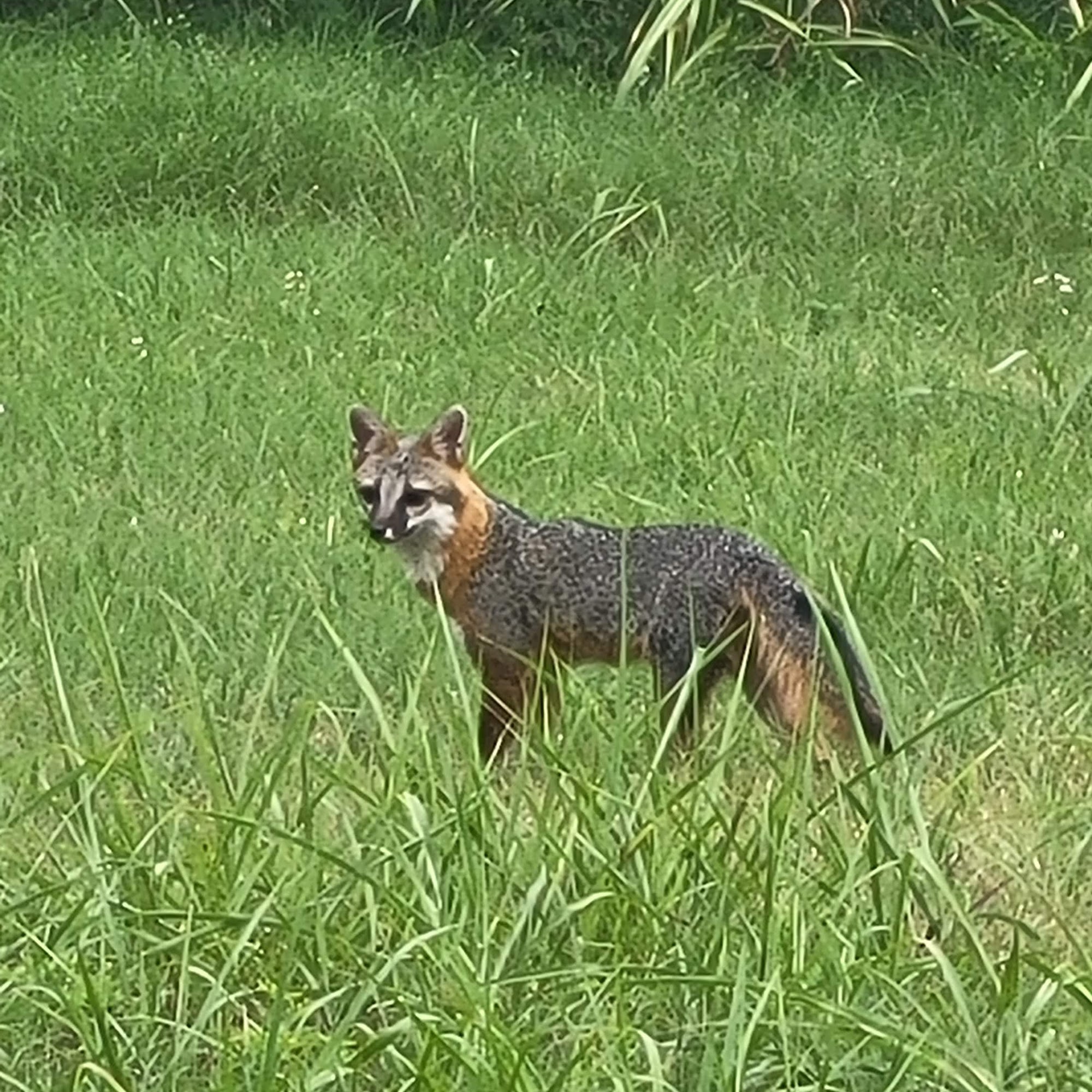Pawnee Animal Clinic Pawnee