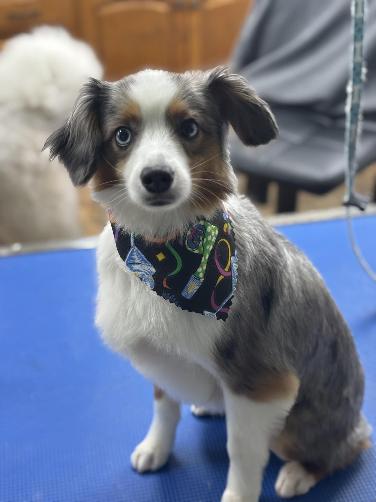 Bark'N Barber Pet Salon Perkins