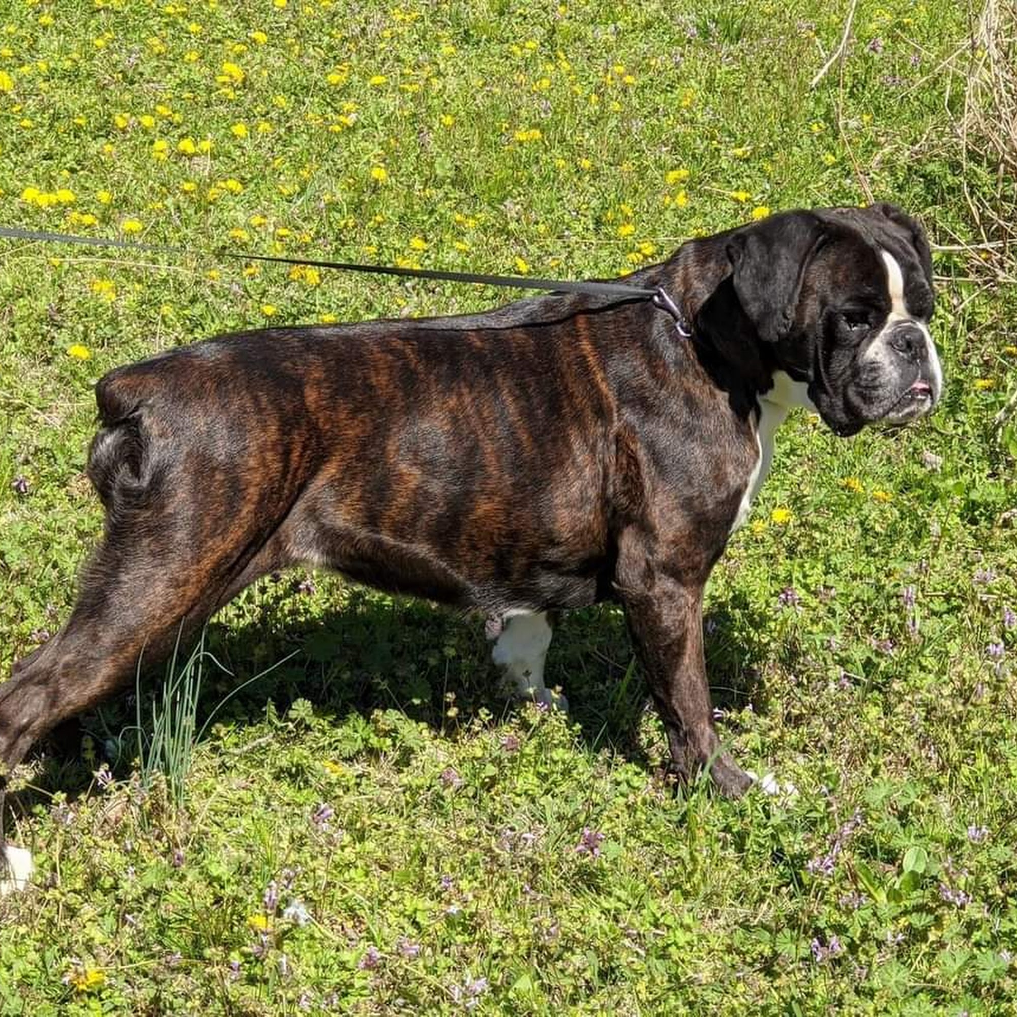 Perry Veterinary Hospital Perry