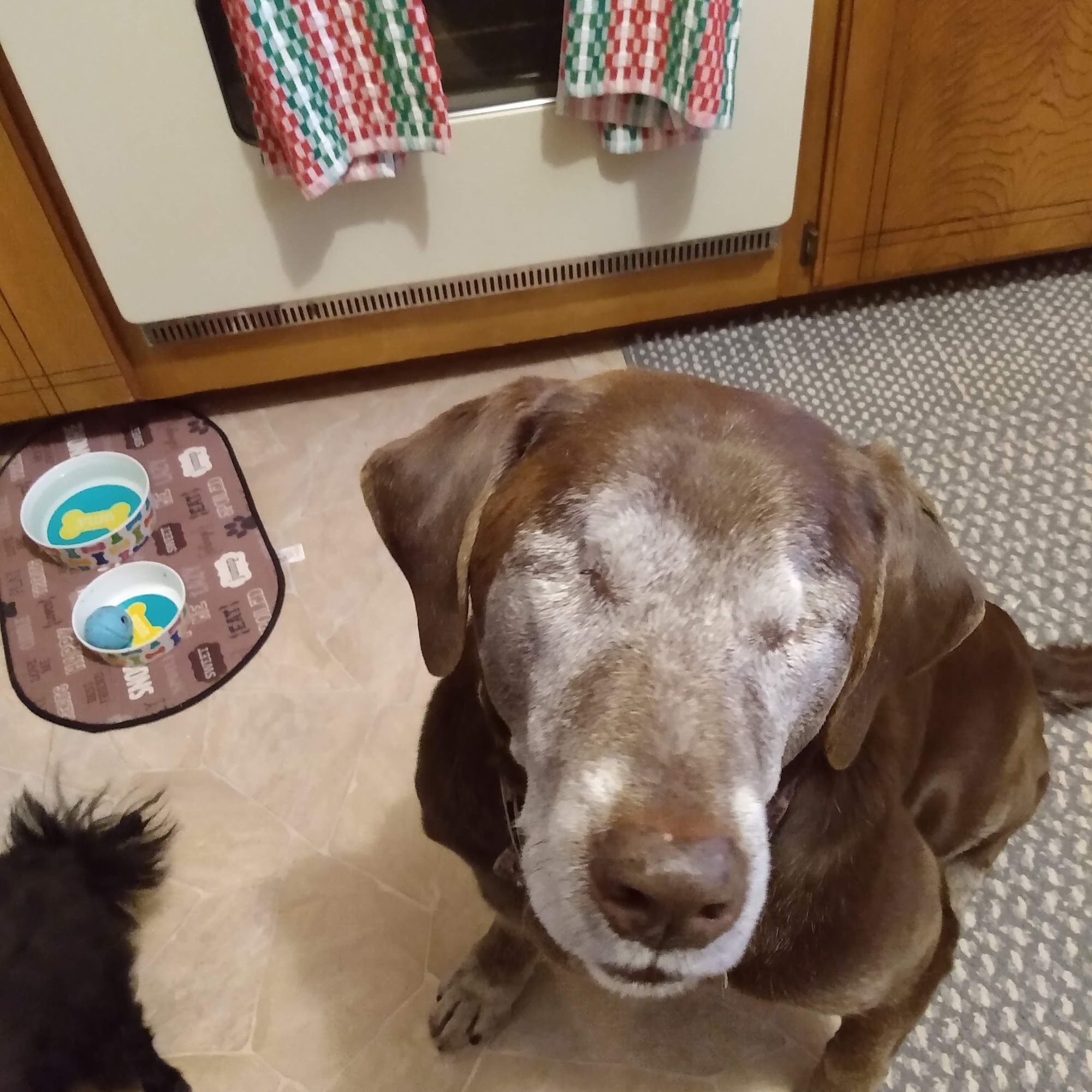 Kinkaid Veterinary Hospital Ponca City