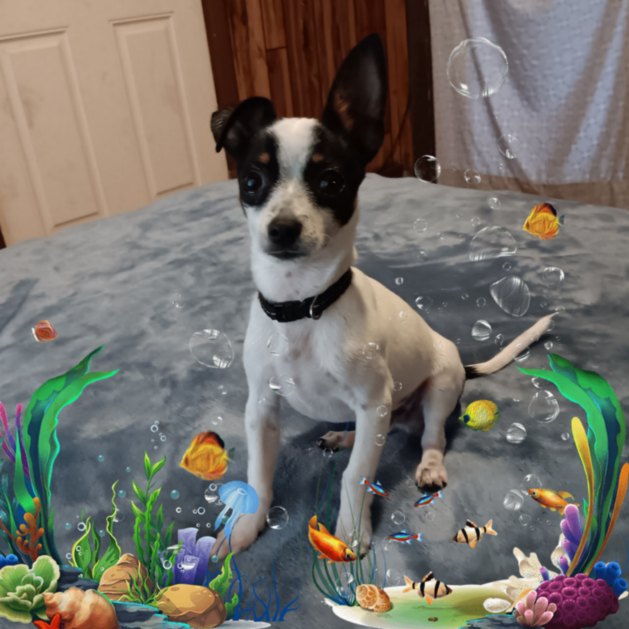 Hartford Animal Clinic Ponca City