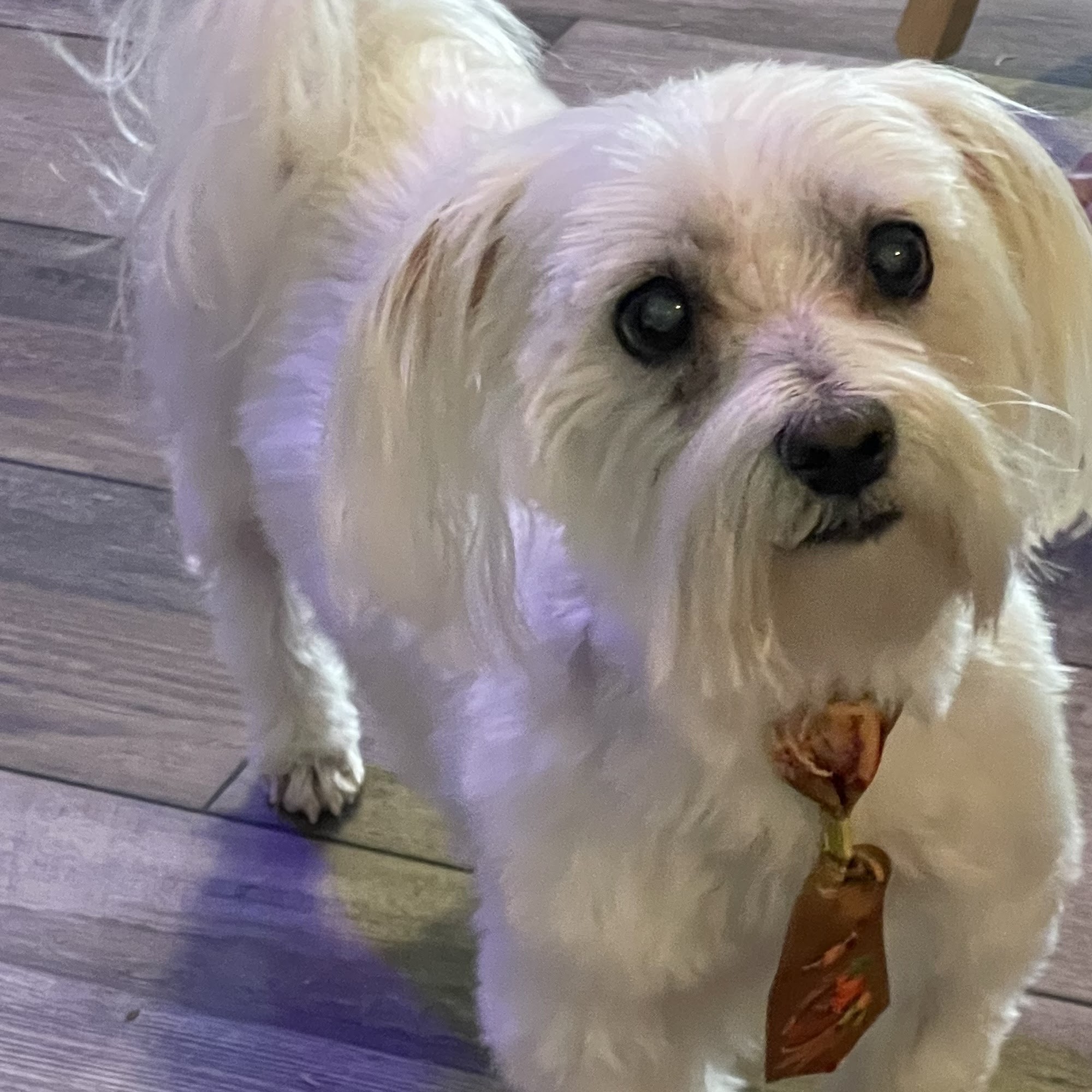 Westside Animal Clinic Ponca City