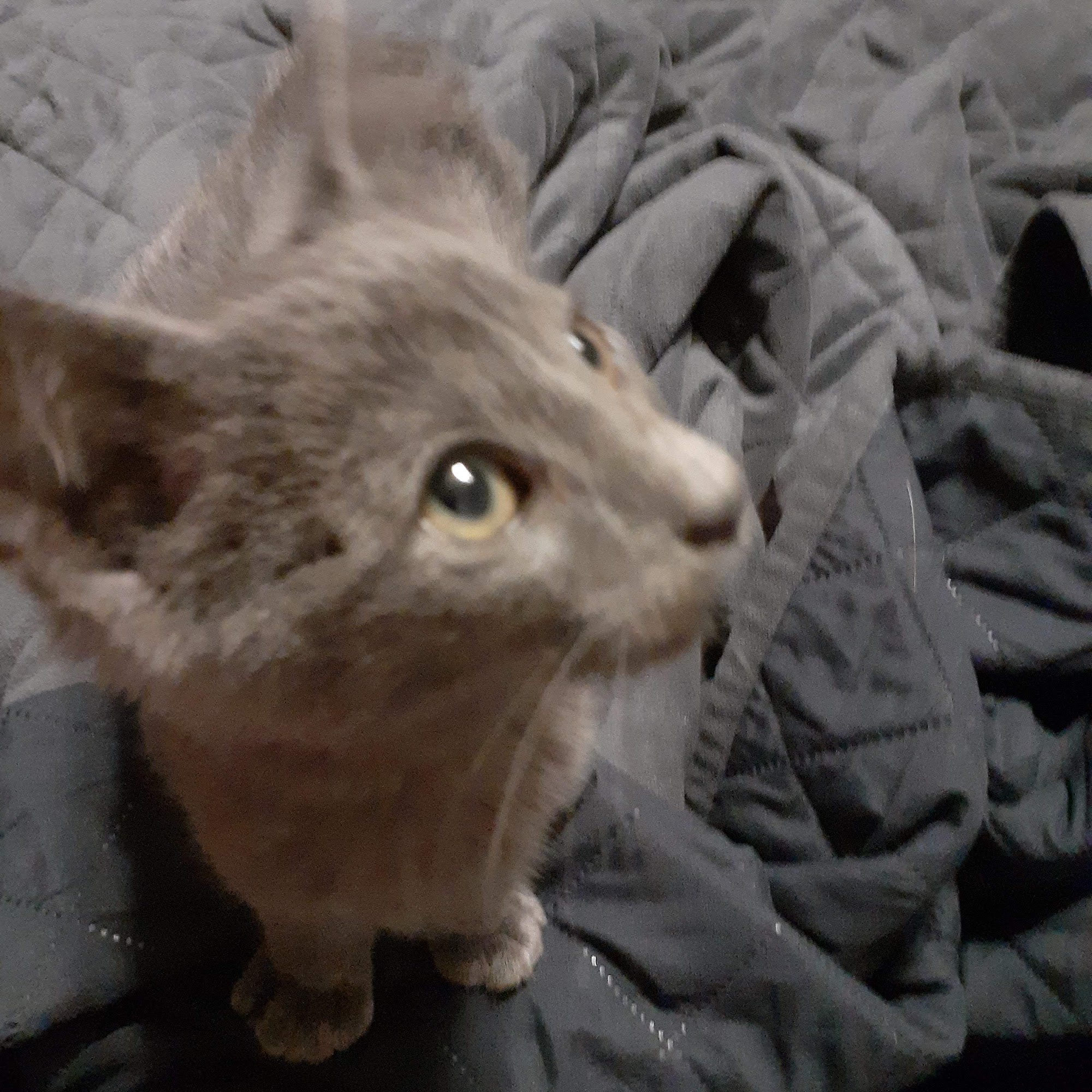 Ponca Animal Hospital Ponca City