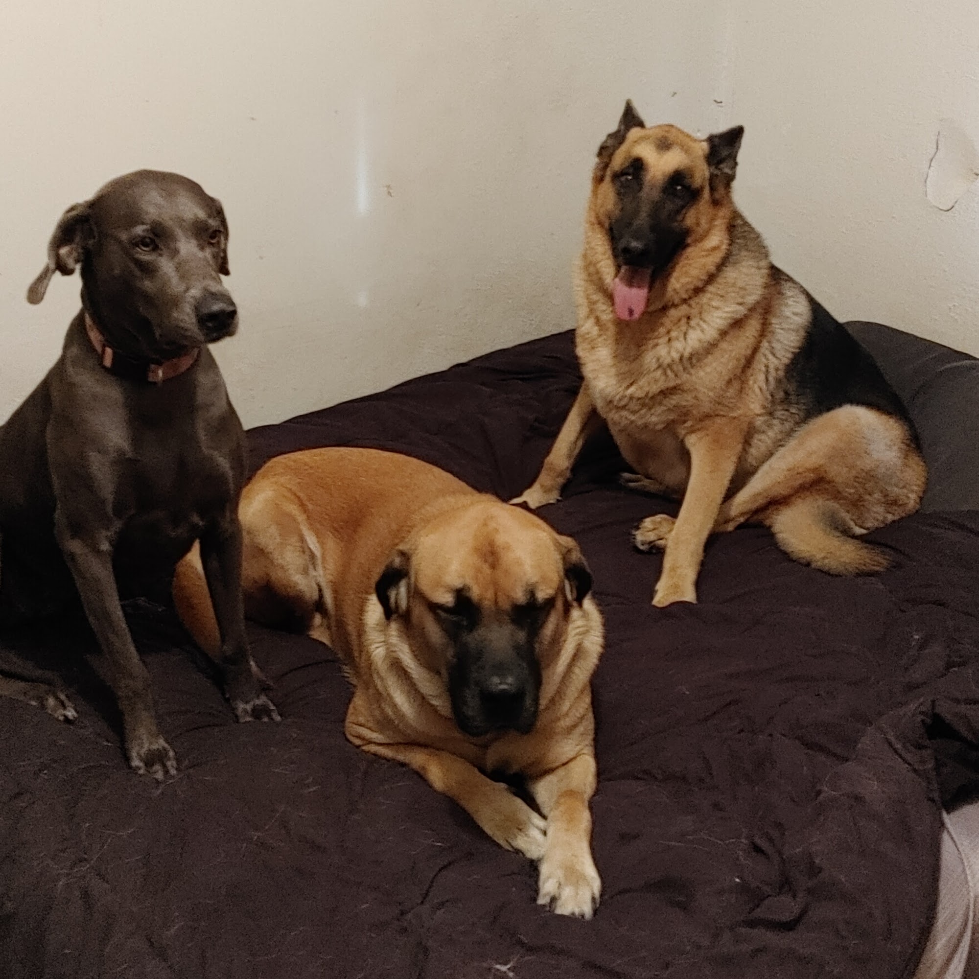 Ponca Animal Hospital / Dr. Lisa D Good