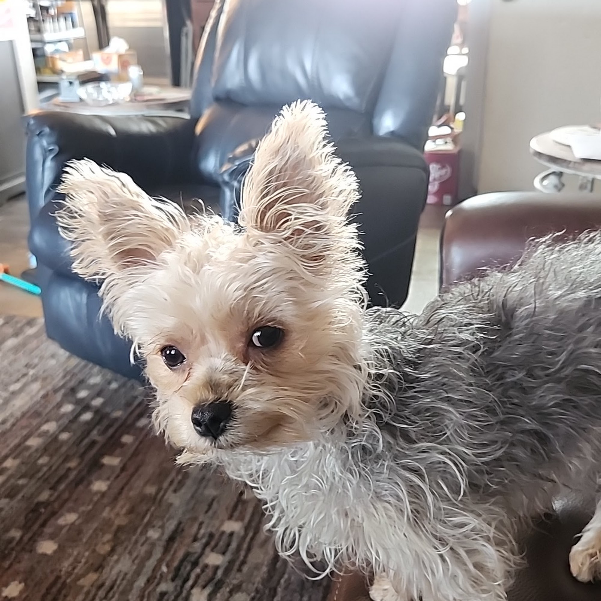Simply Grooming Ponca City