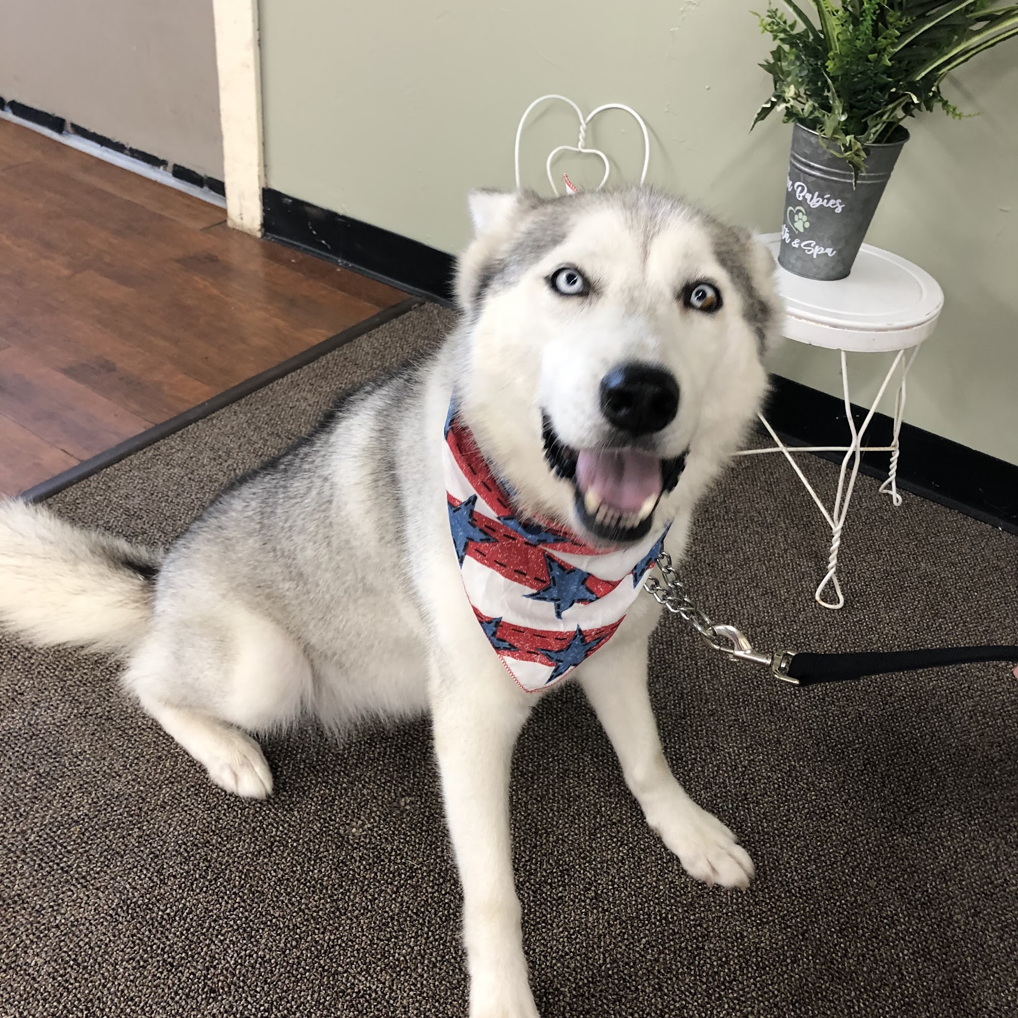 Furbabies Bath and Spa Ponca City