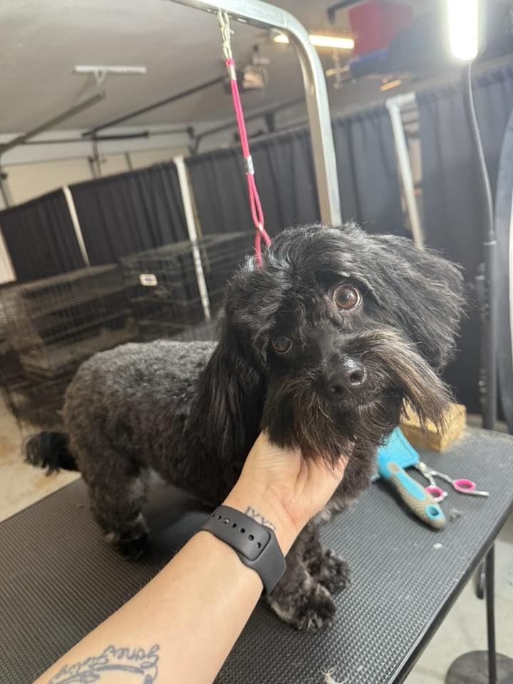 Chelsea's pooch parlor Ponca City