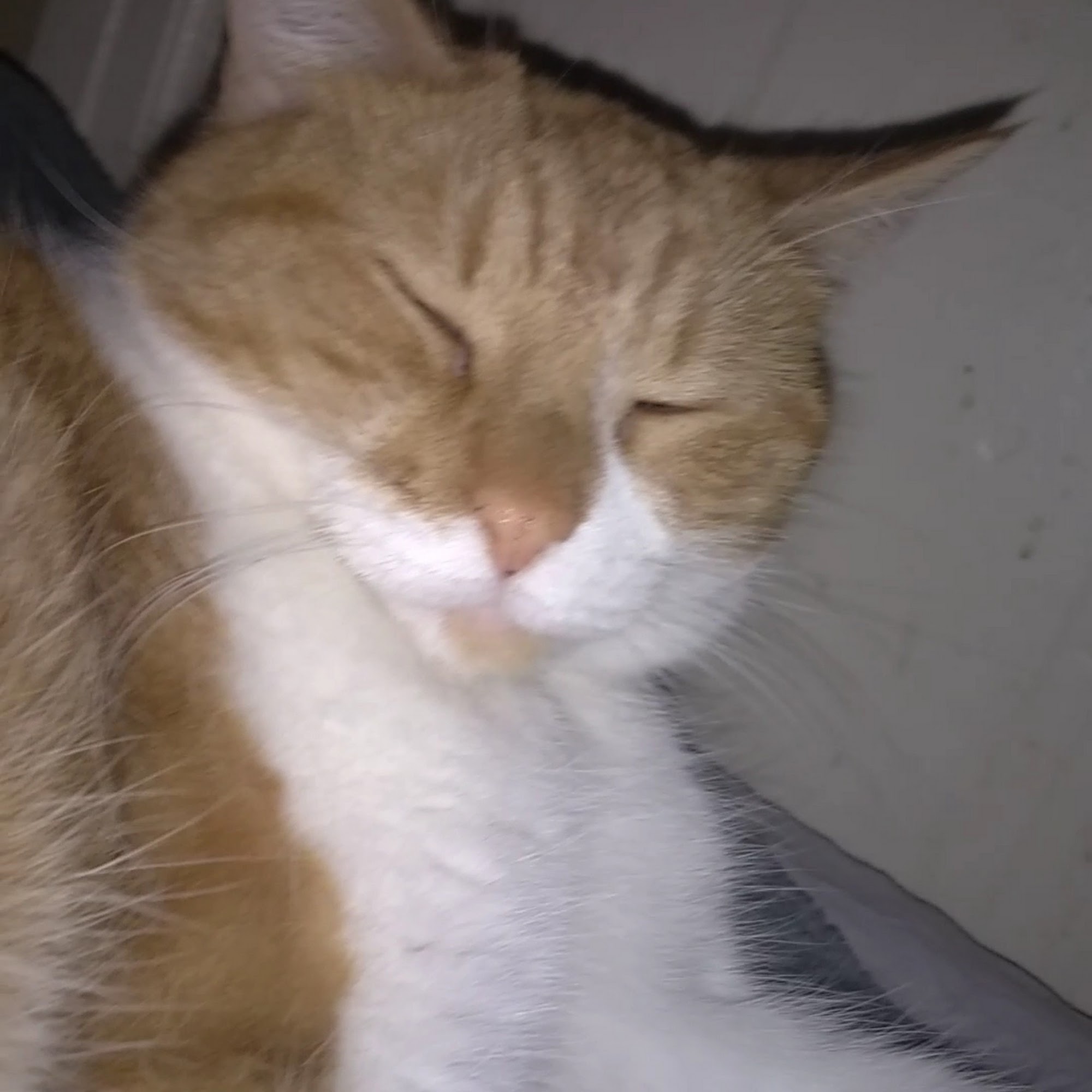 Poteau Valley Veterinary Hospital Poteau